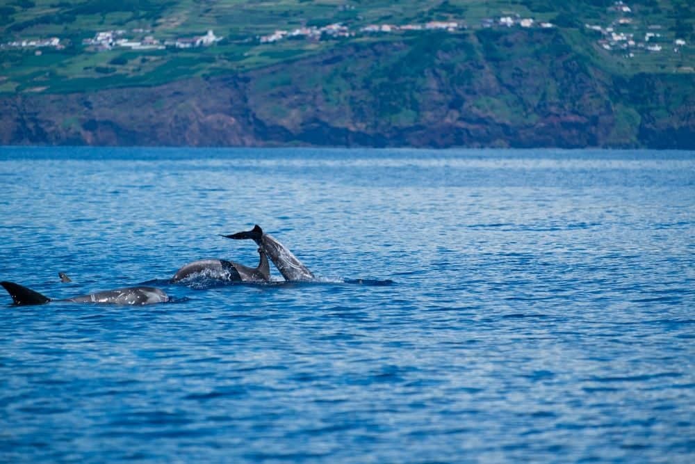 Rencontre avec les mammifères marins des Açores