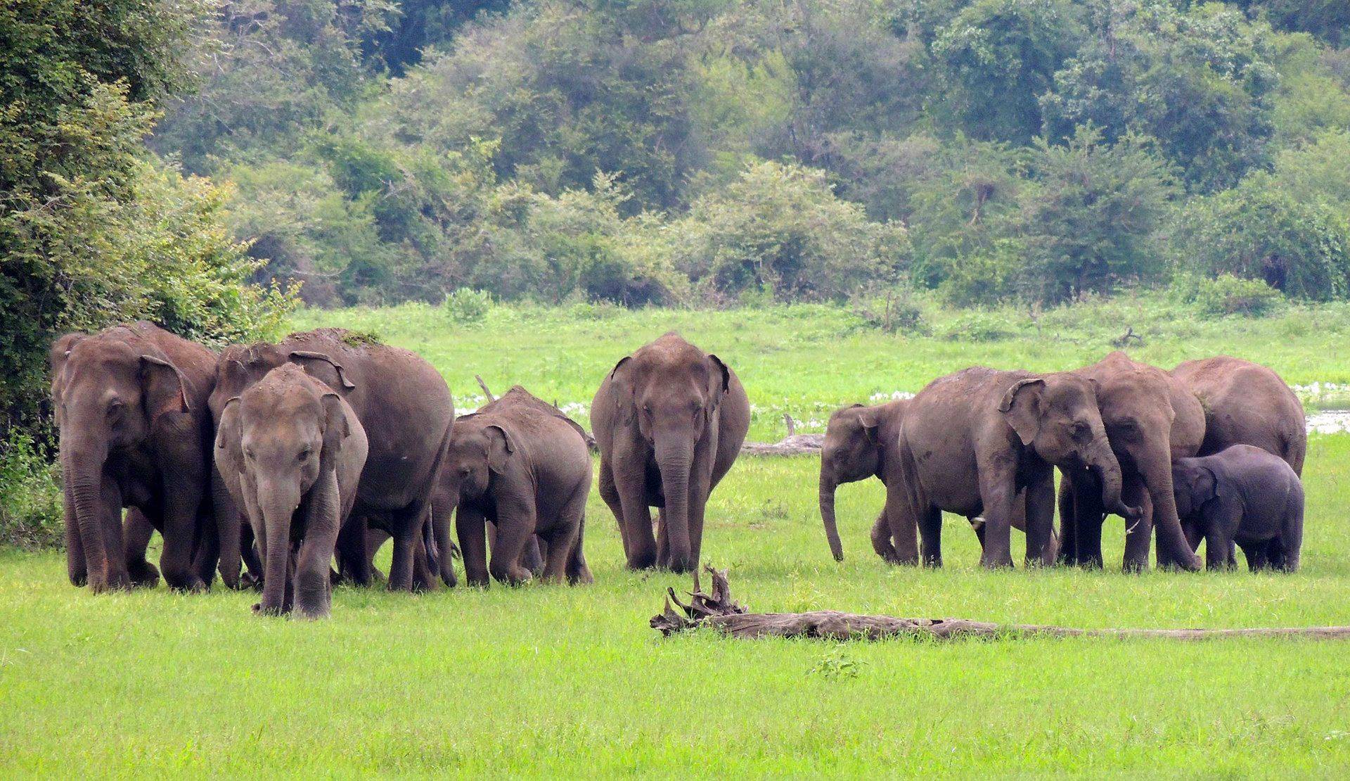 Udawalawe y el Transit Home de los elefantes 