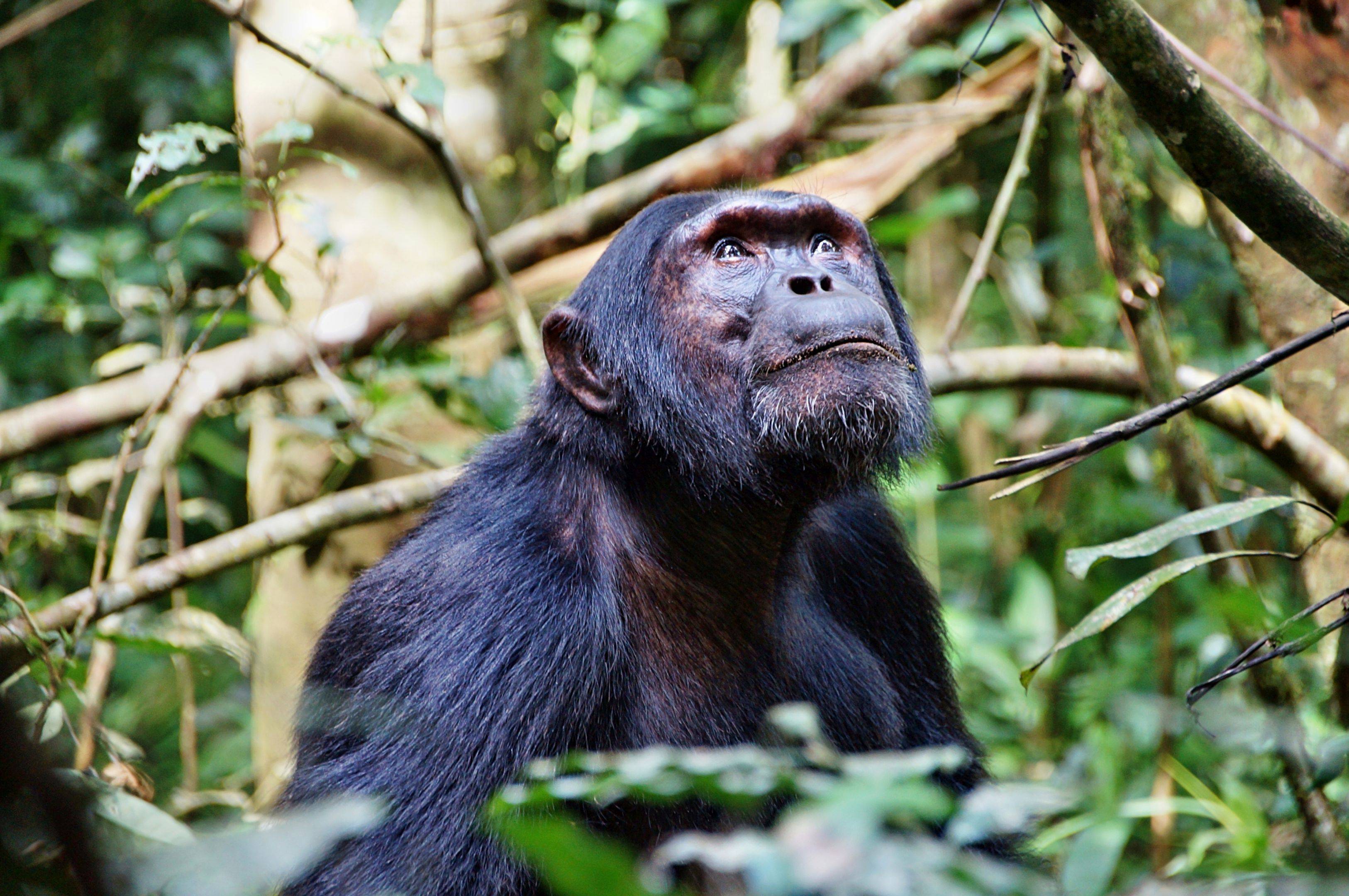 Trekking para avistar chimpancés en Kibale
