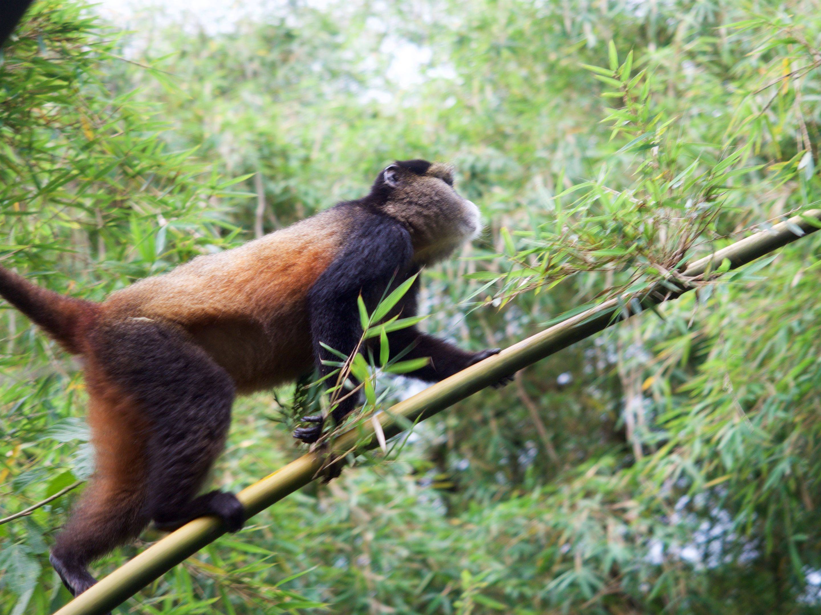 Parque Nacional Volcanoes: En busca de los Golden Monkeys