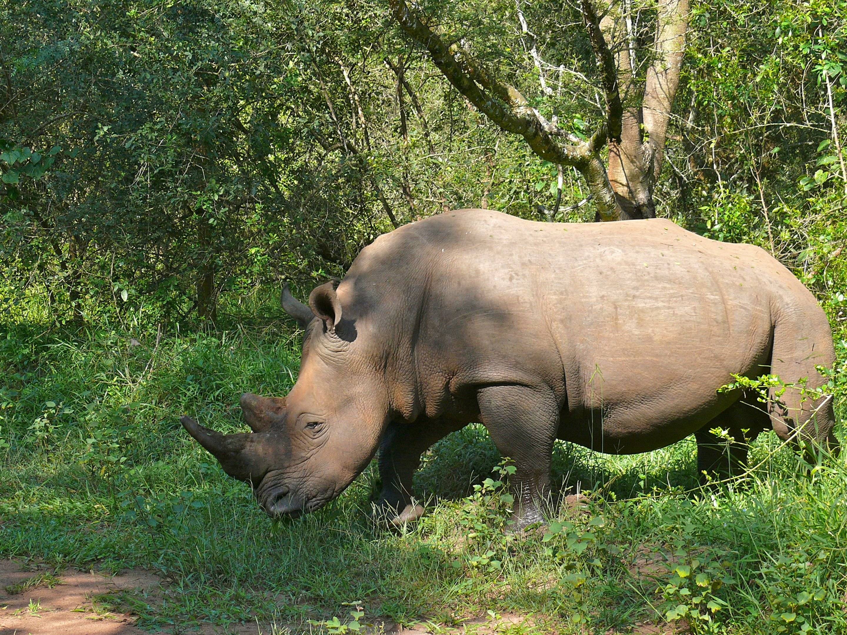 Los rinocerontes de Ziwa y noche en Masindi