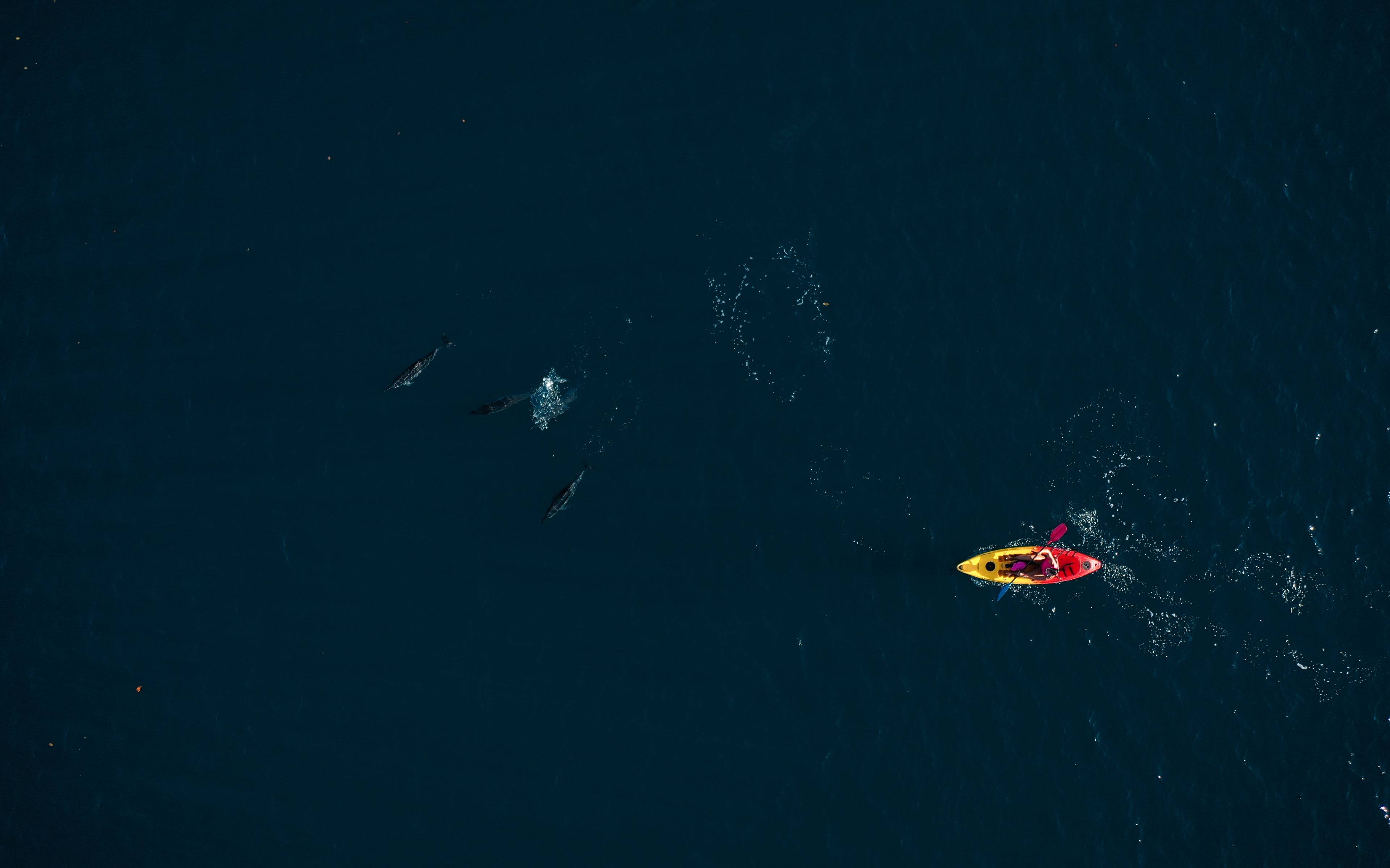 Kayak à la rencontre des dauphins 
