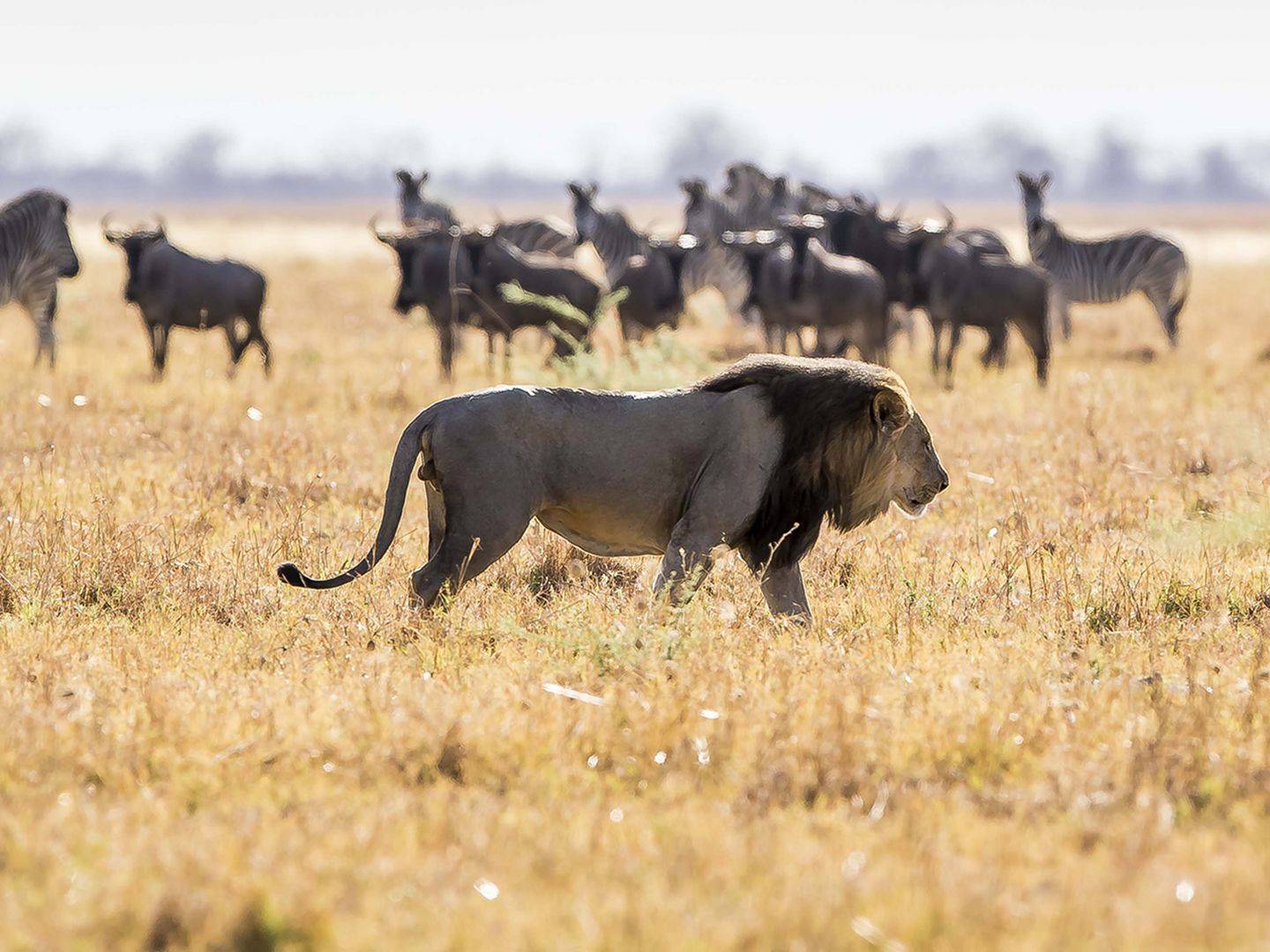 Safaris con encanto