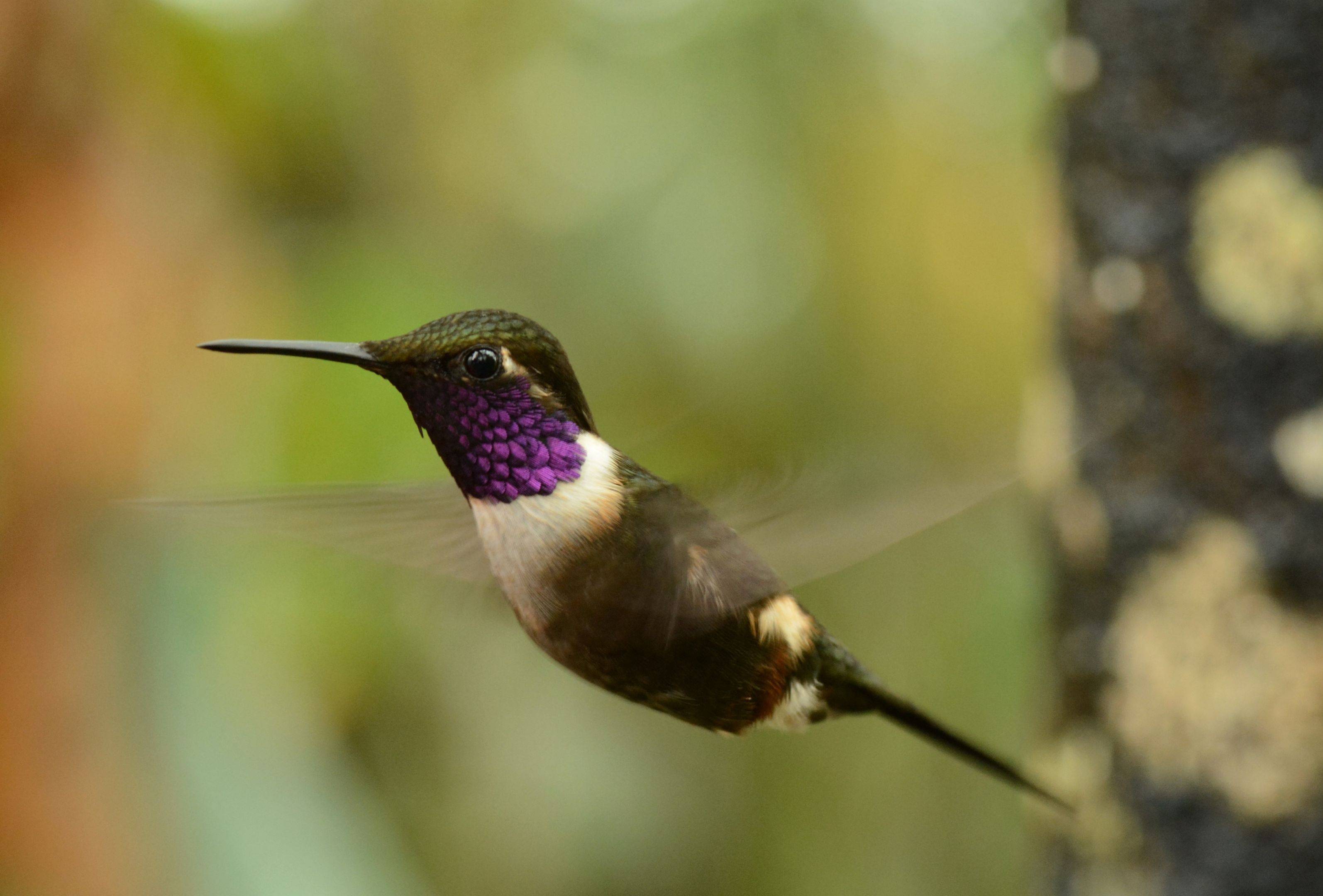 Alambi - Vol de colibris