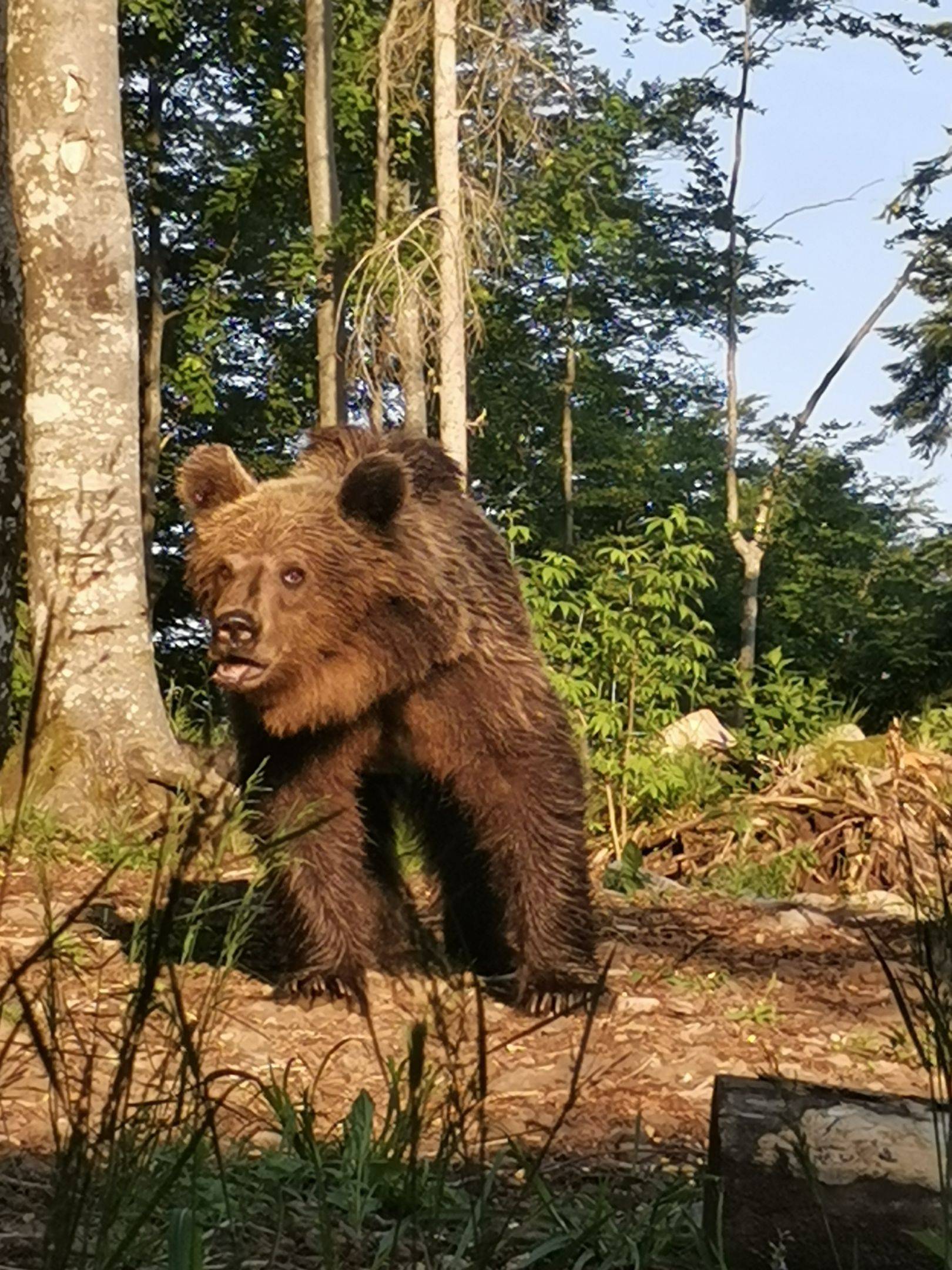 Randonnée au lac Bajer et observation des ours
