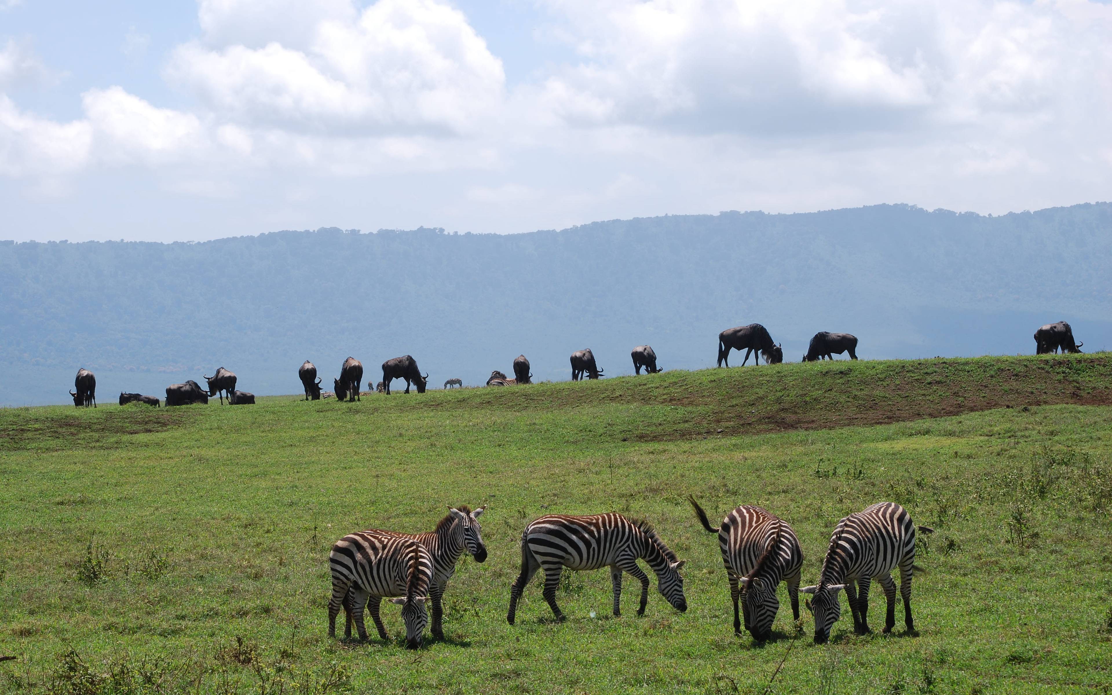 Rencontre avec les Big Five du cratère de Ngorongoro