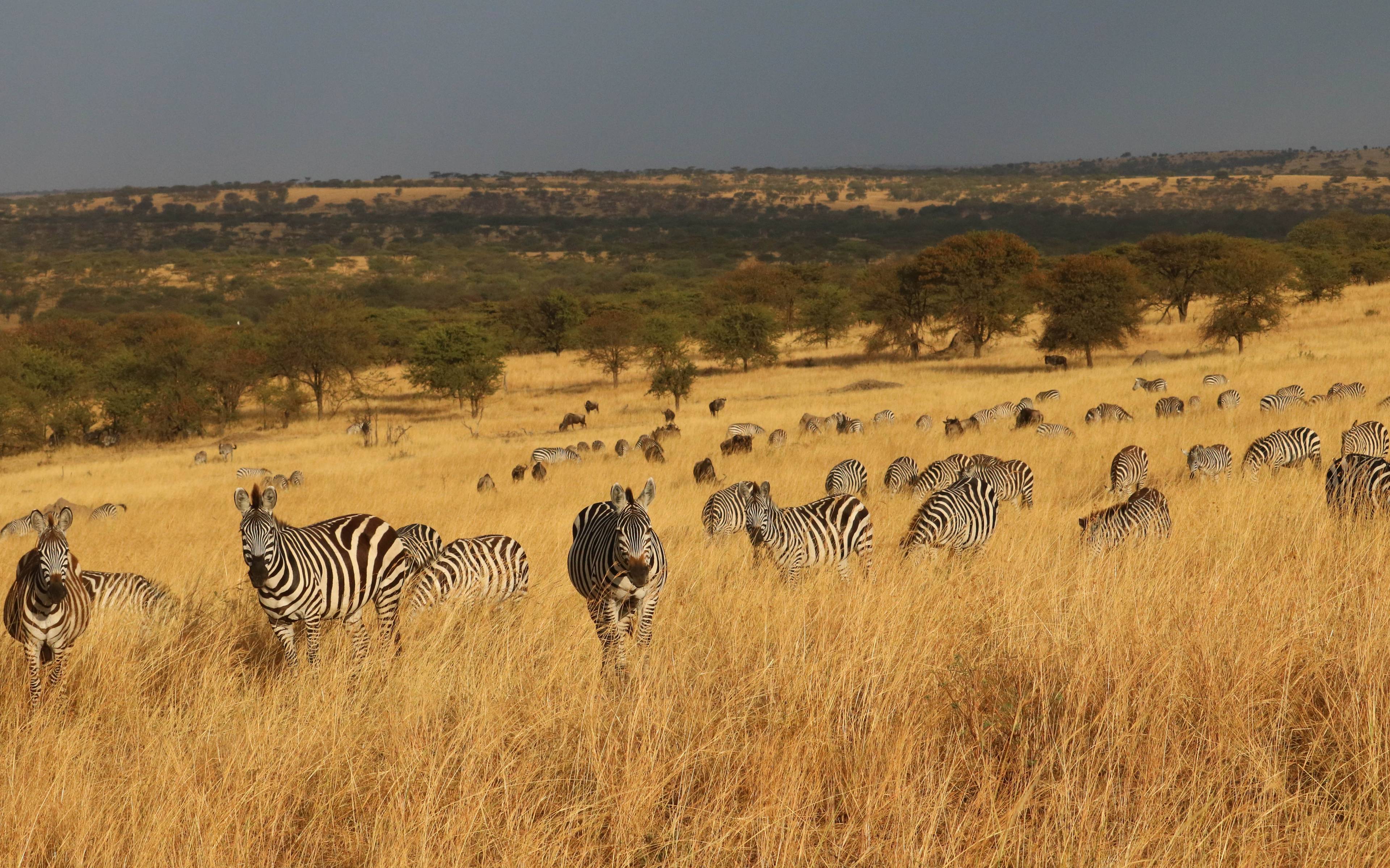Safari dans le Serengeti et observation de la faune