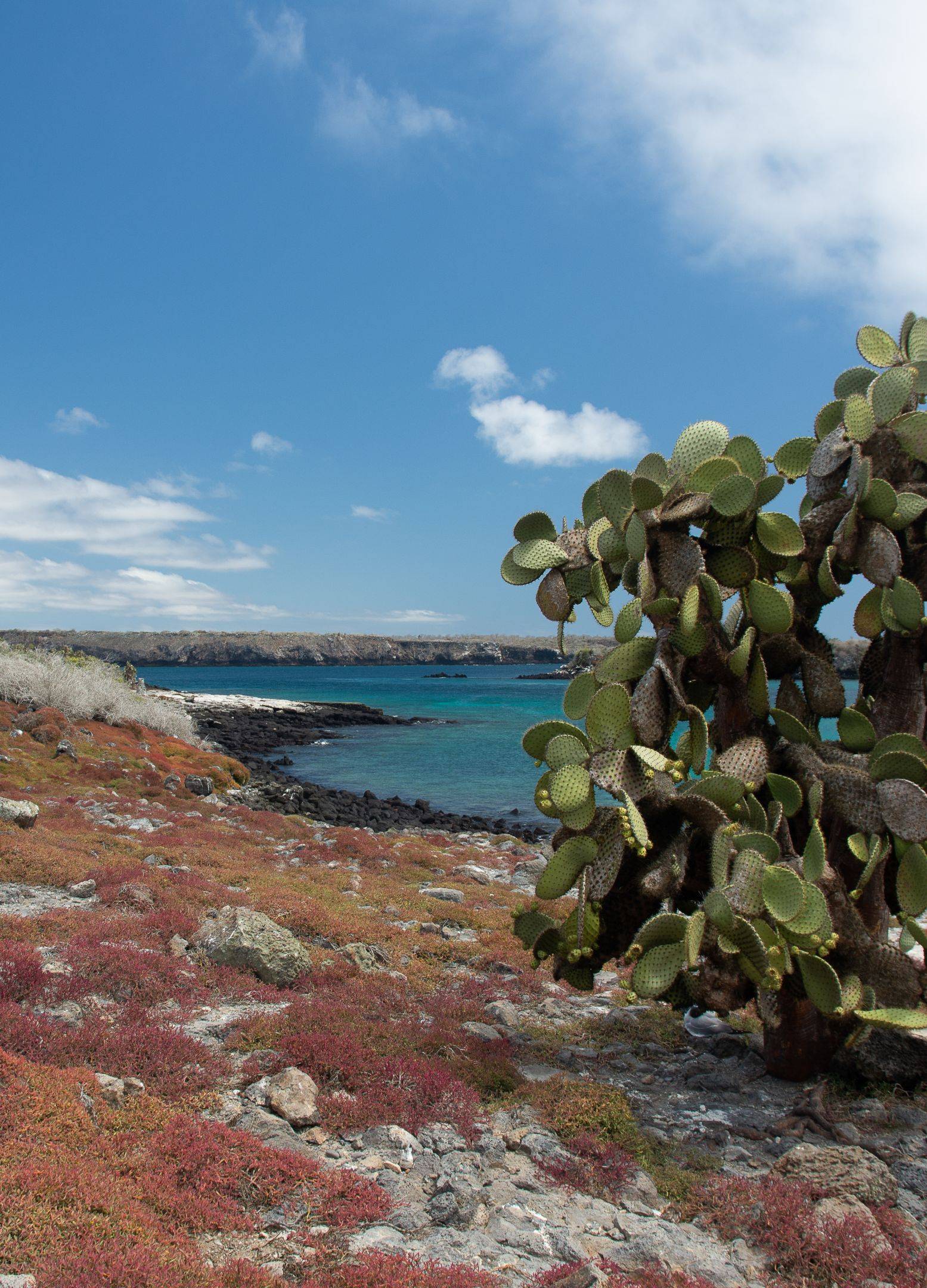 L’île de Santa Fe: iguanes et cactus géants