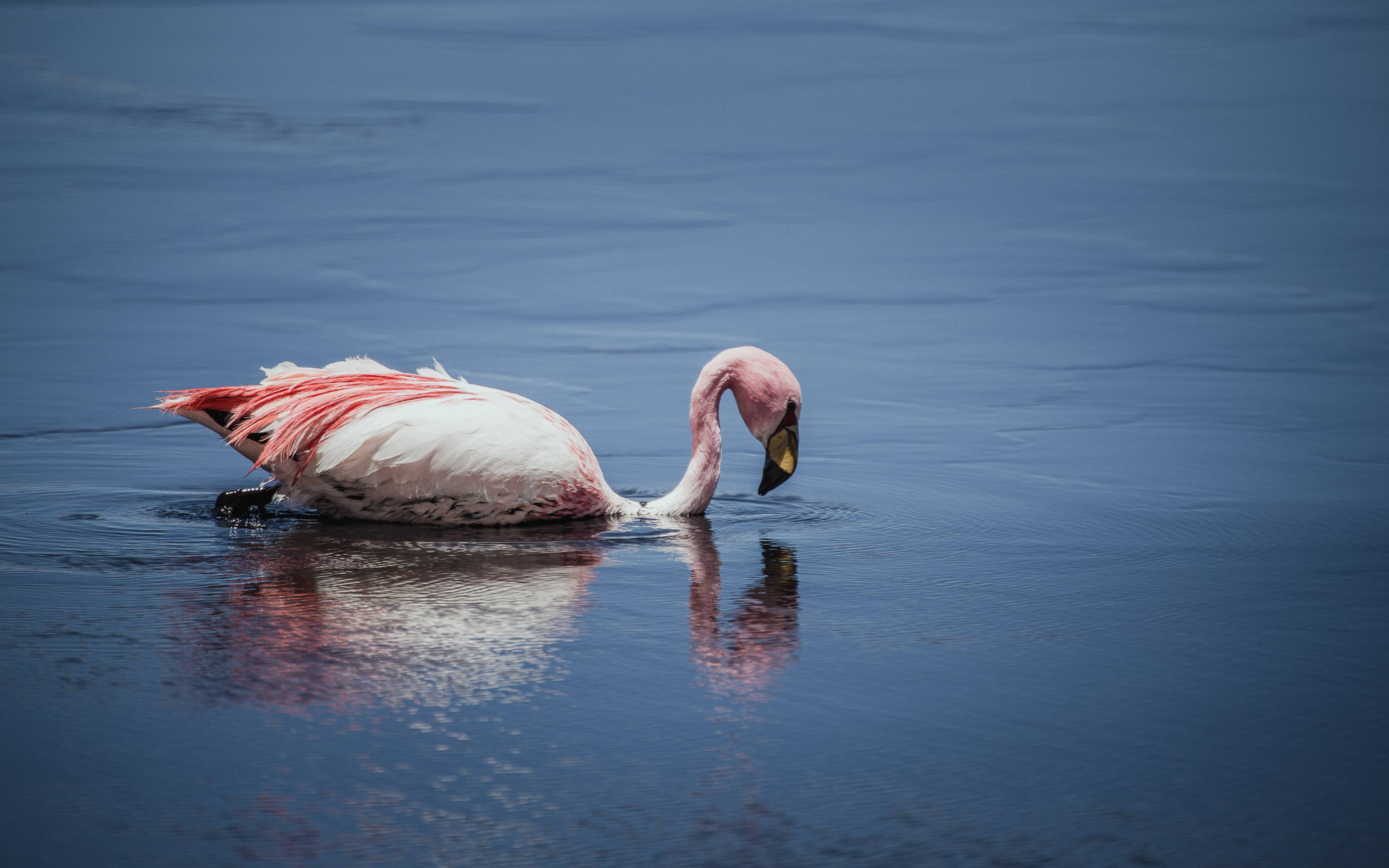 Beobachtung der rosa Flamingos