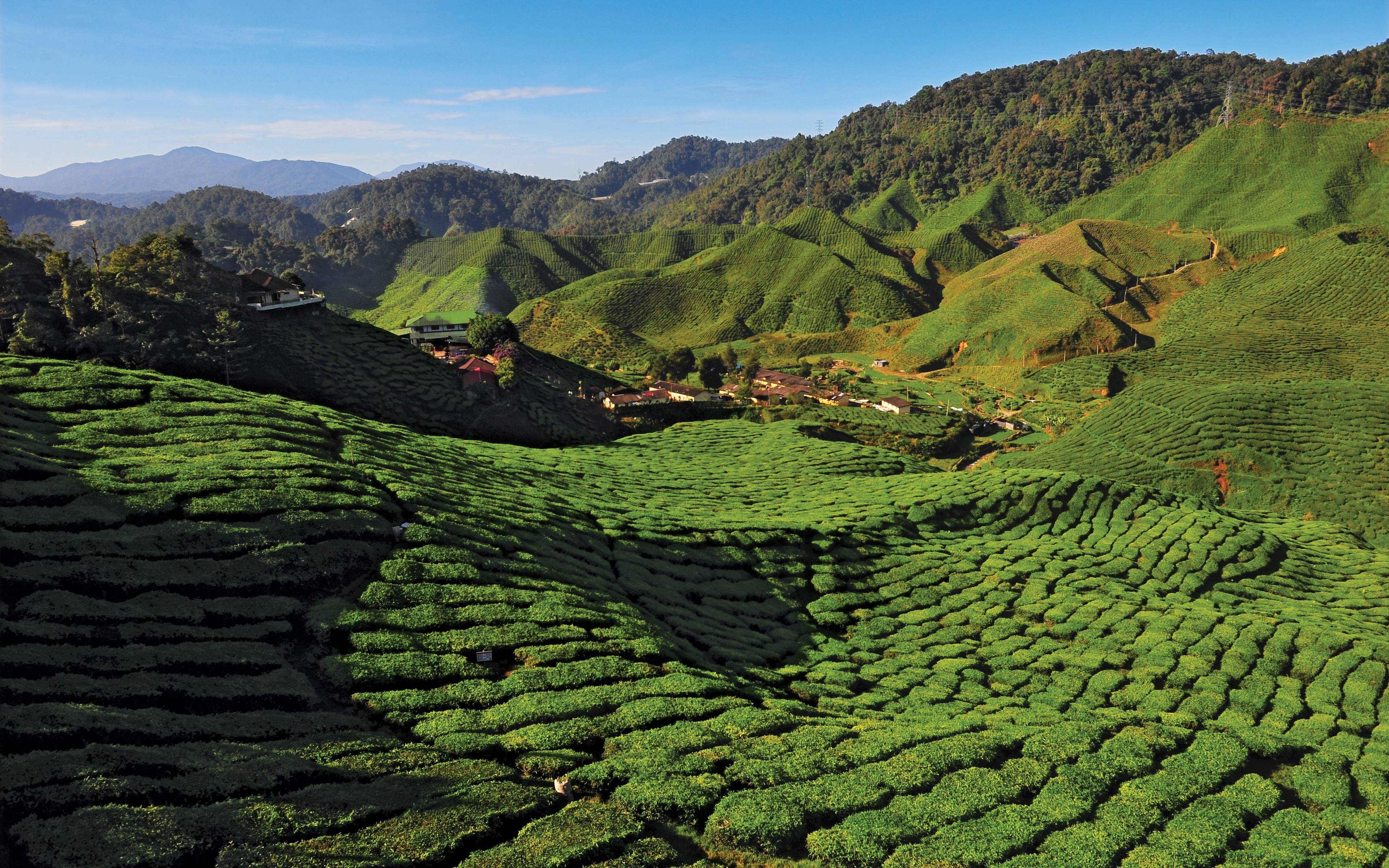 Colline e piantagioni di tè di Cameron Highland