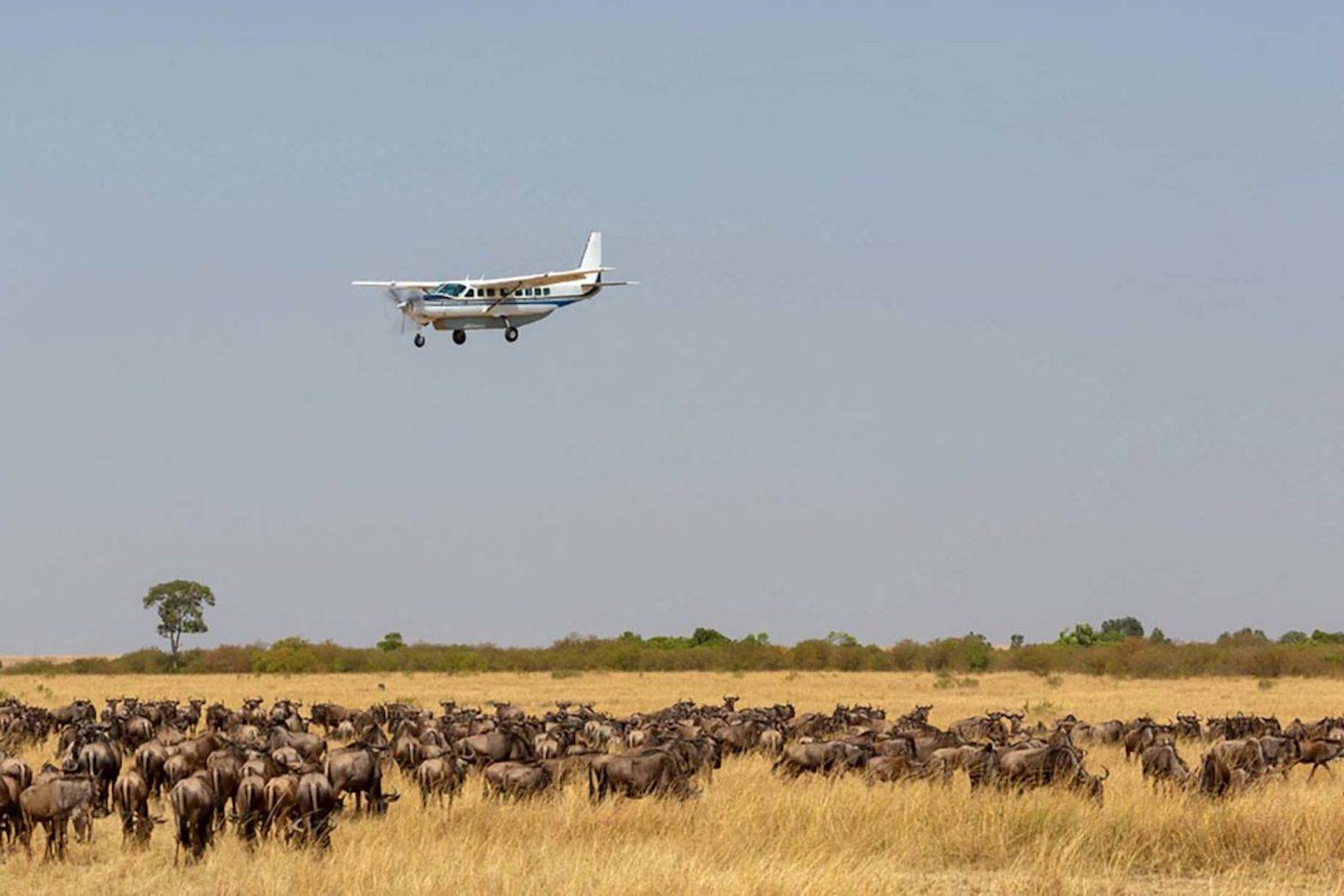 Dernier safari au Serengeti, retour sur Arusha et fin du séjour