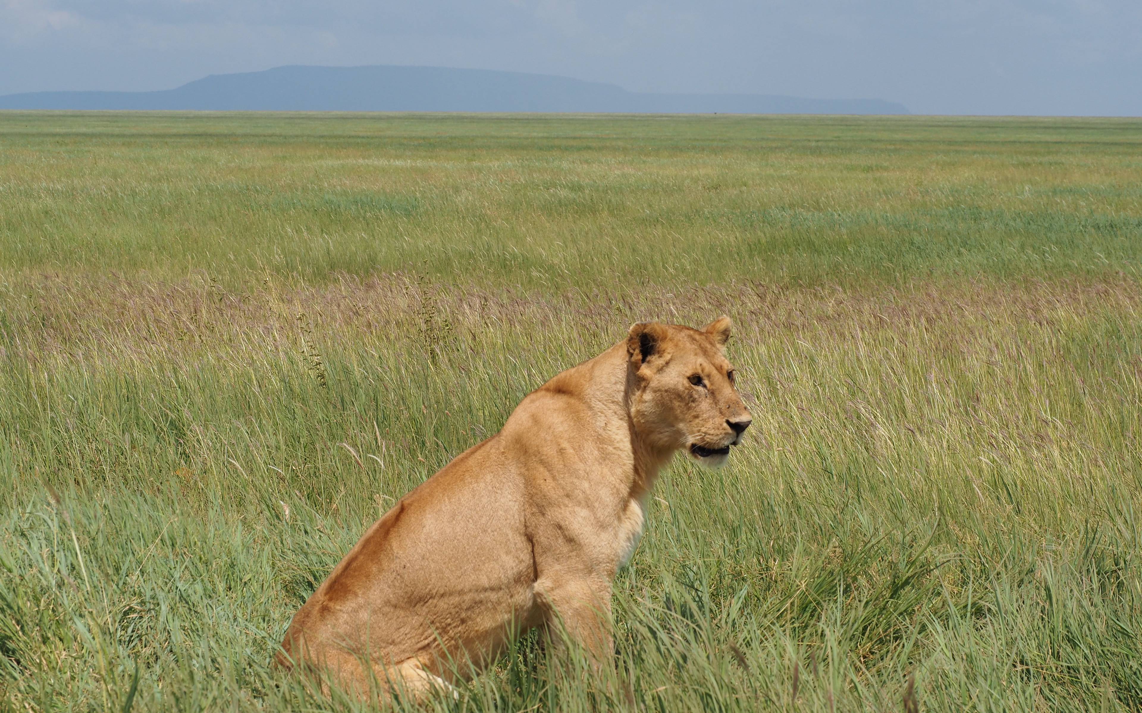 Safari por el Lago Manyara