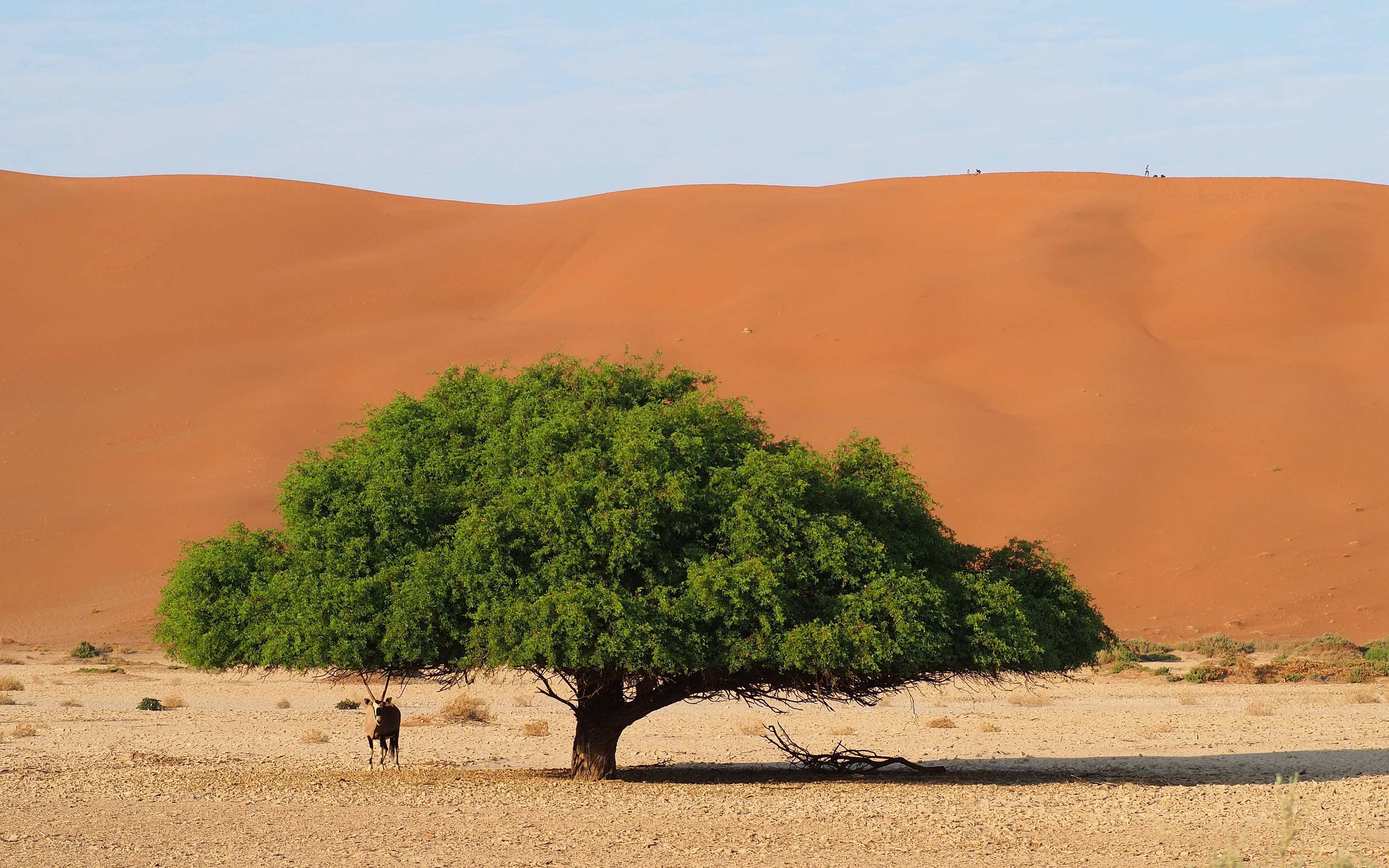 Deserto Del Namib 