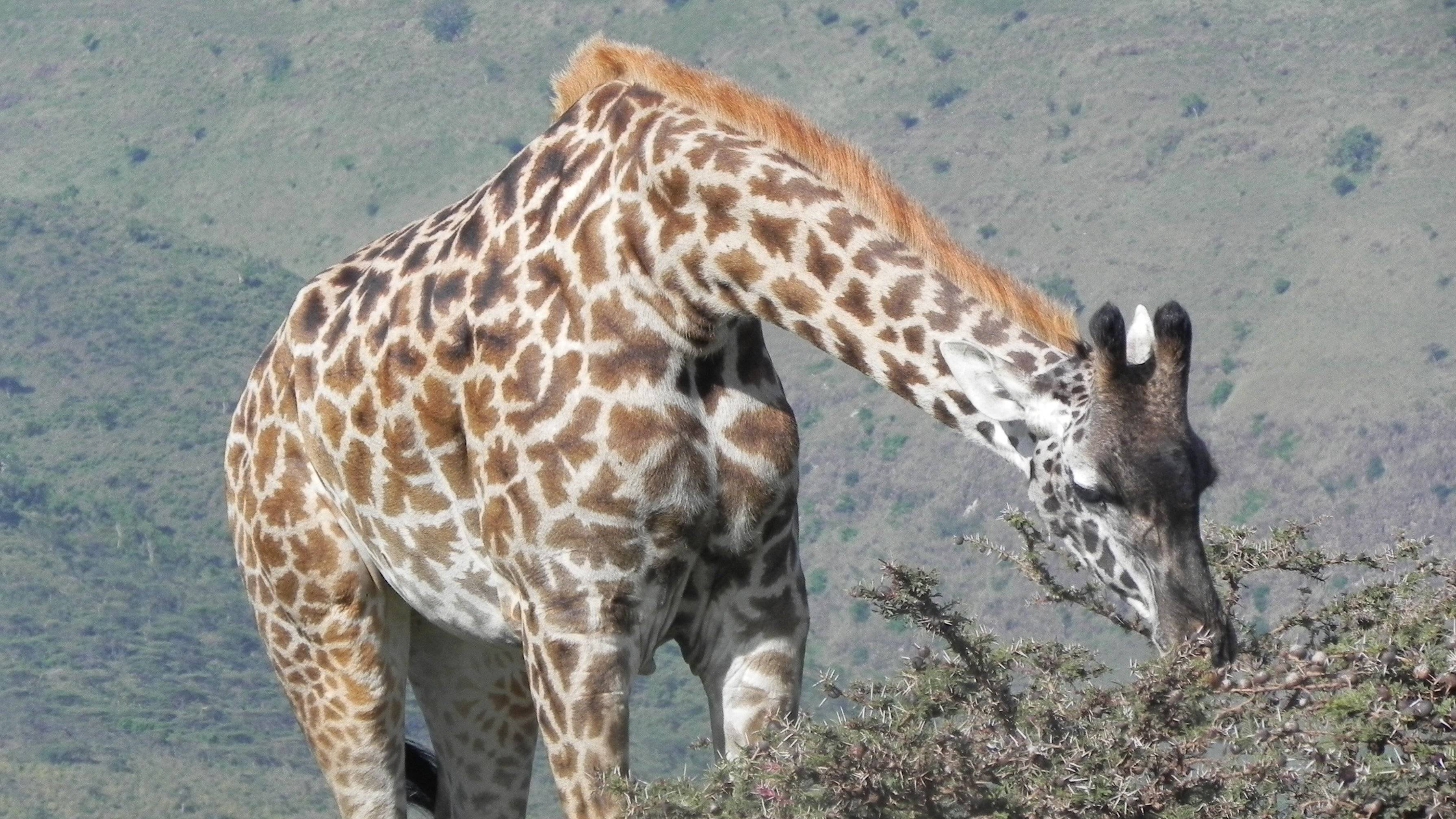 Safari por la reserva nacional de Samburu