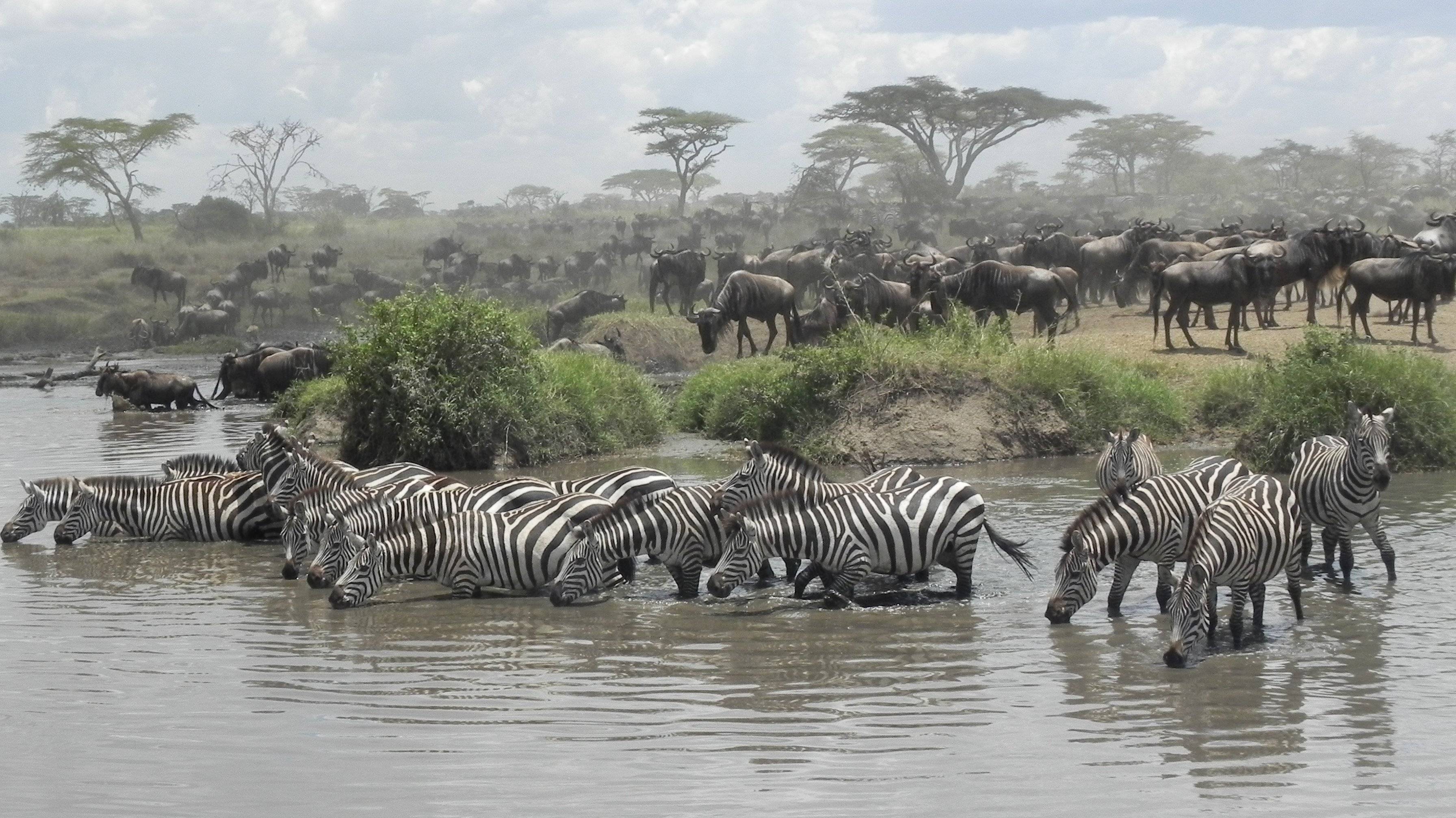 Safari por el parque nacional Serengeti
