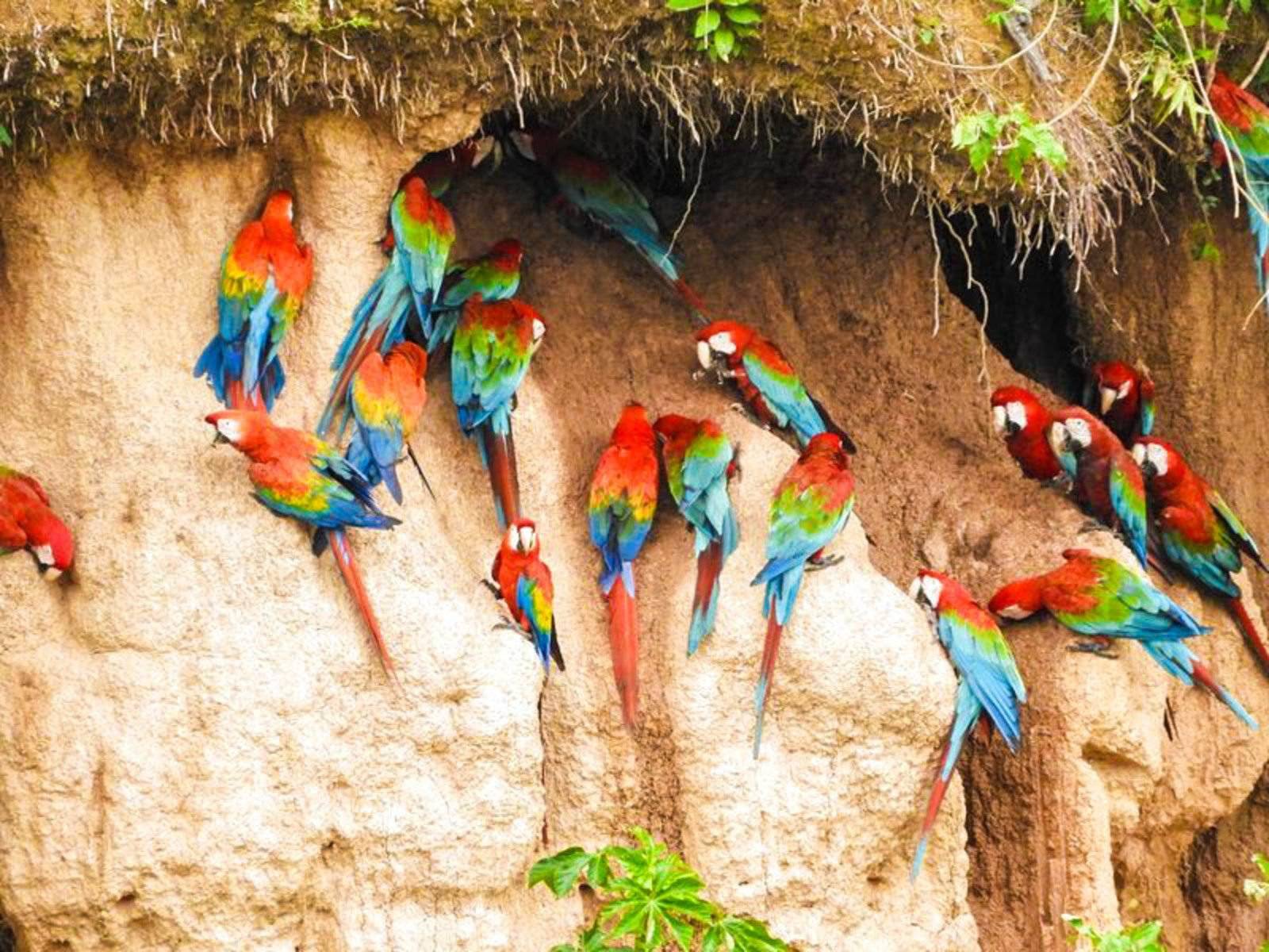 Ontdek de Amazone en zie papegaaien en ara's 