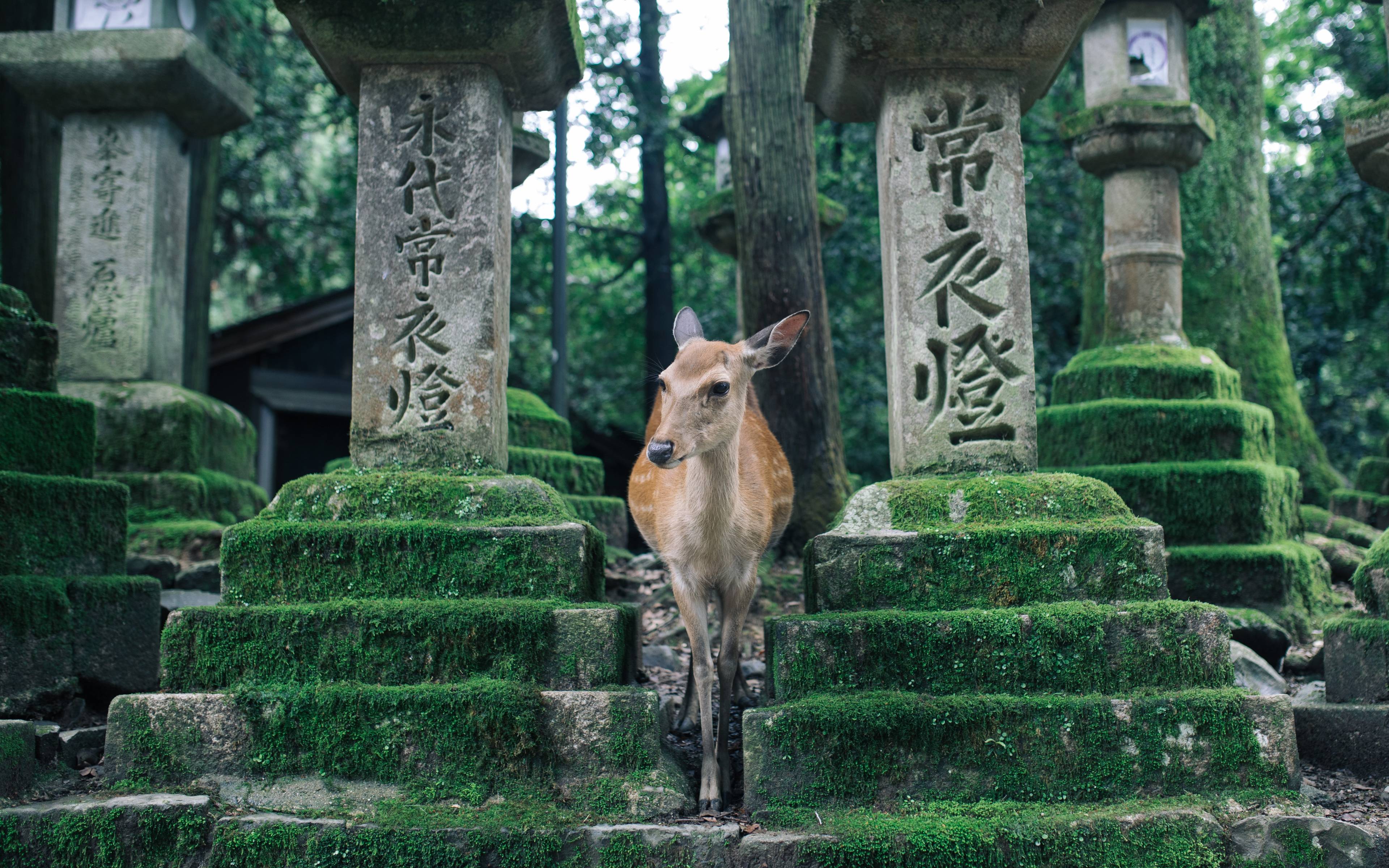 Journée à Nara, la ville des daims