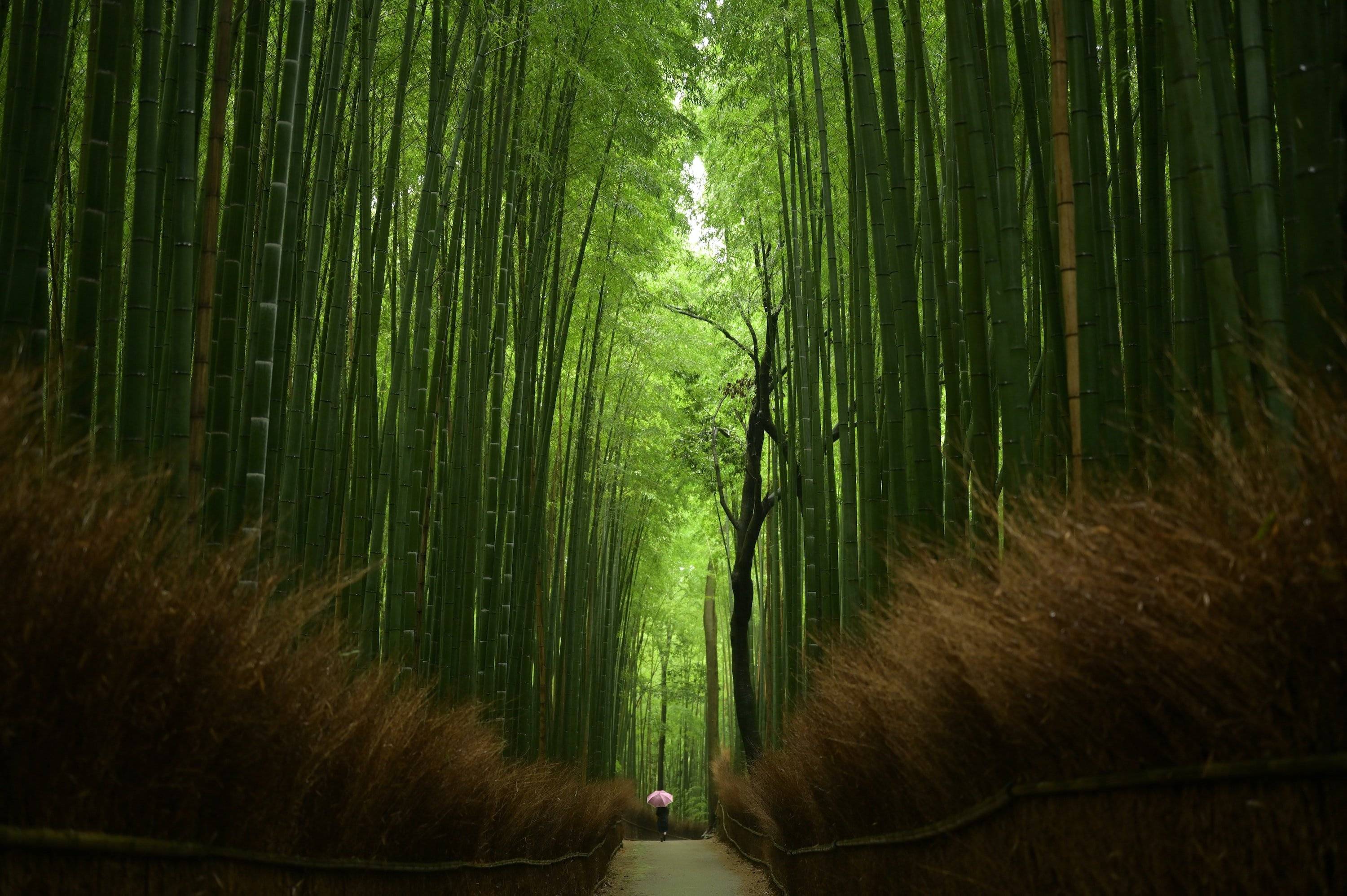 Arashiyama et sa forêt de bambous