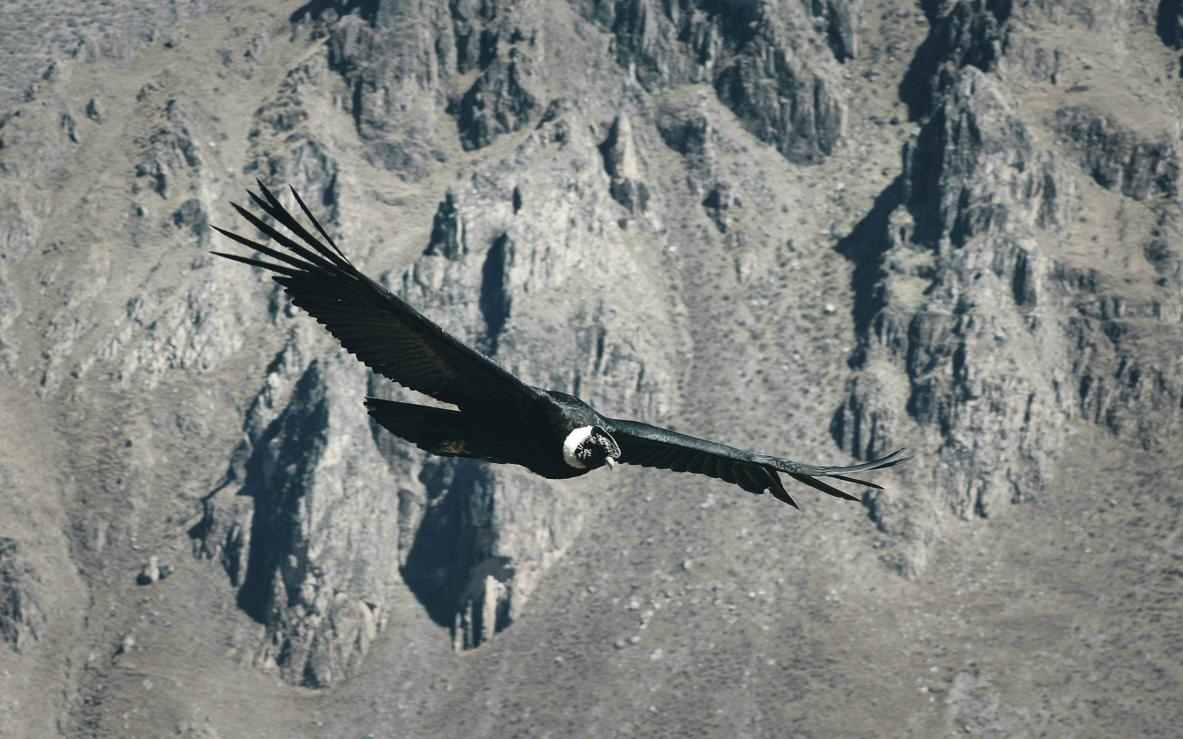 Condors in de Colca Canyon 
