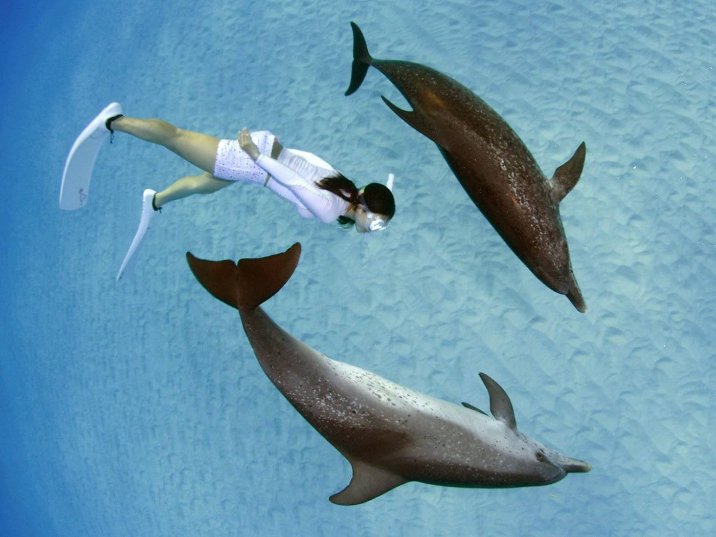 Experience avec les dauphins