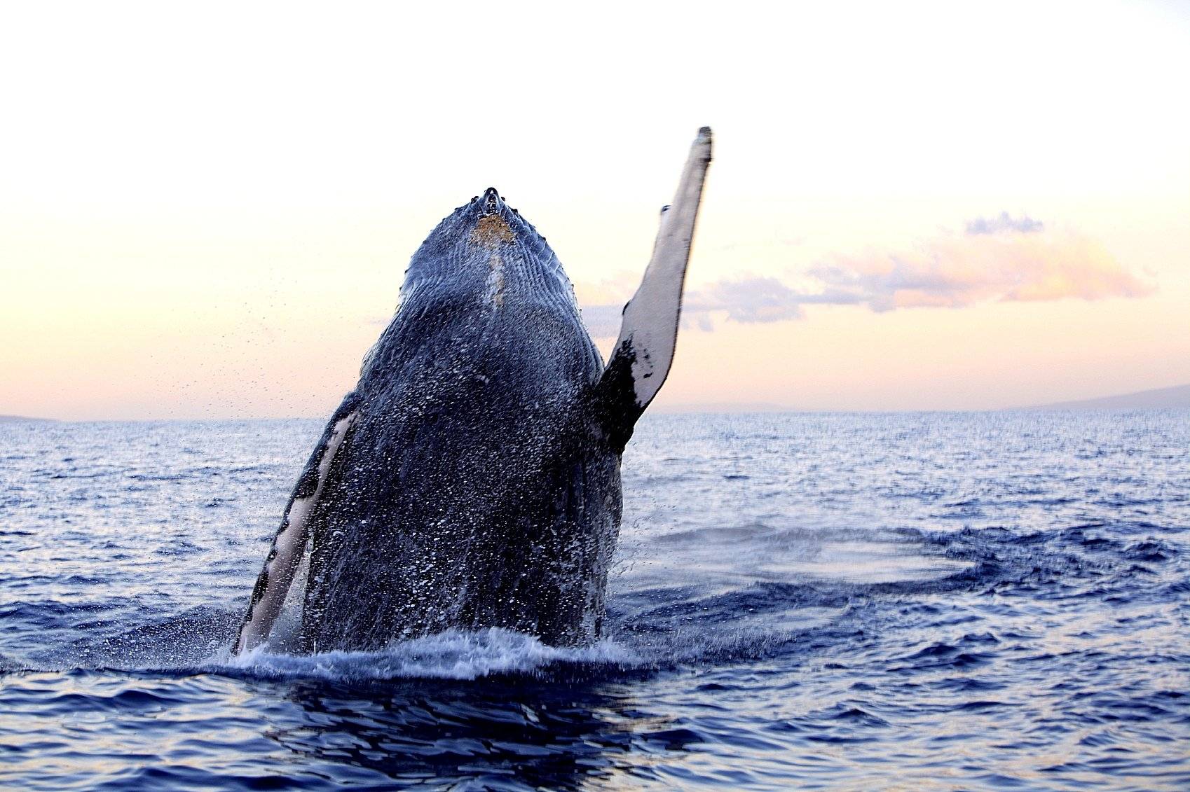Observation des Baleines 