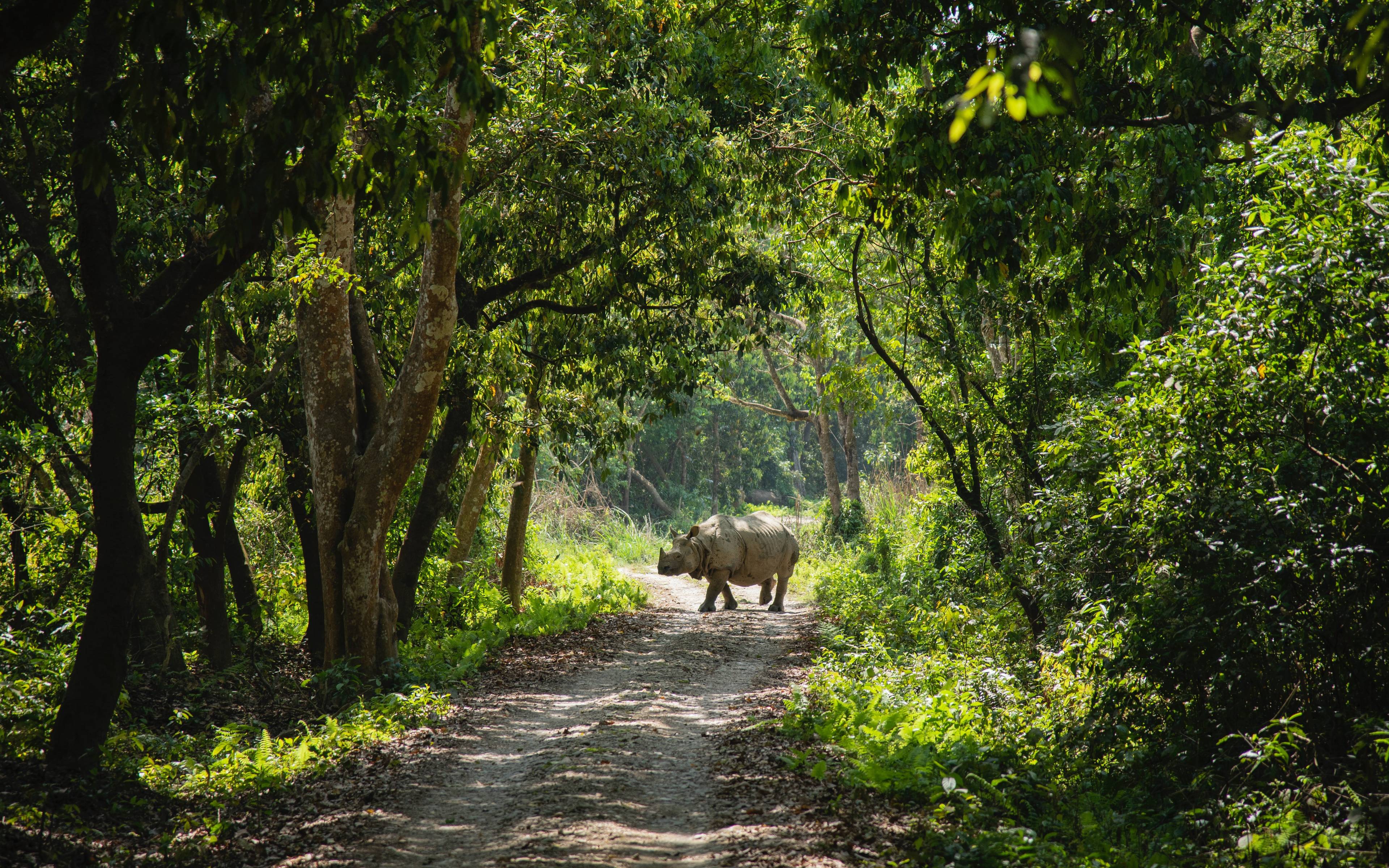 Op zoek naar neushoorns in Chitwan