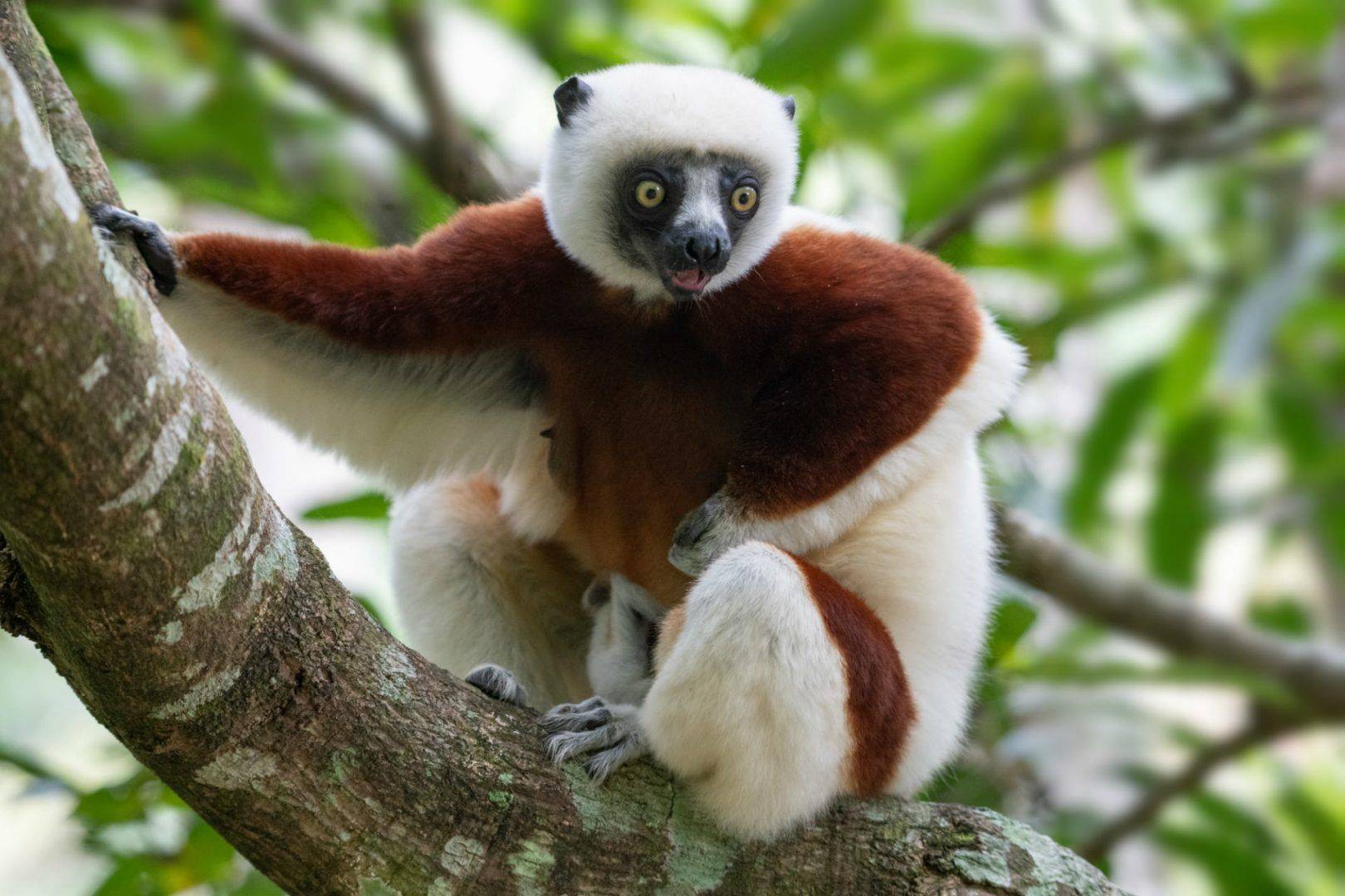 ¡Veloma Madagascar! Fin de la estancia