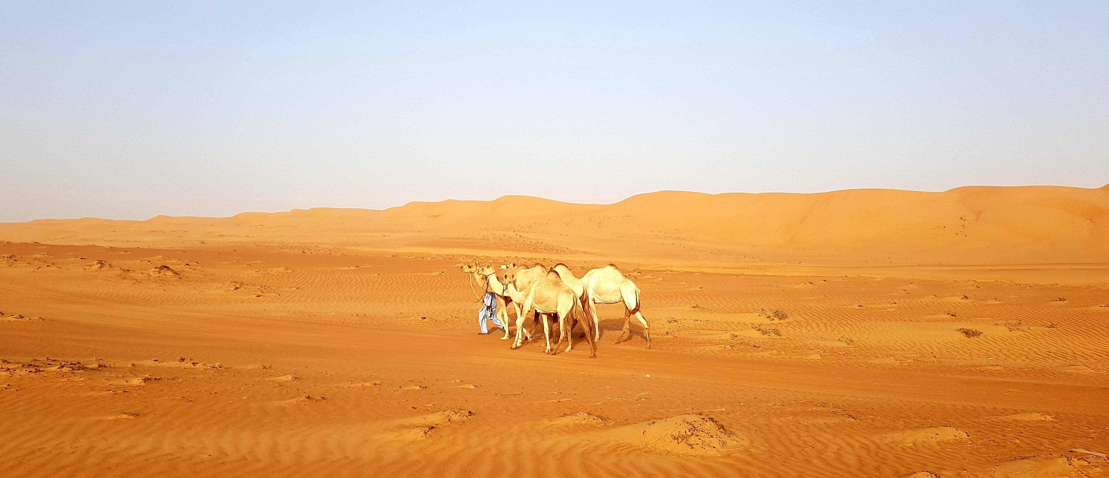 Vrije dag in de woestijn Wahibi Sands
