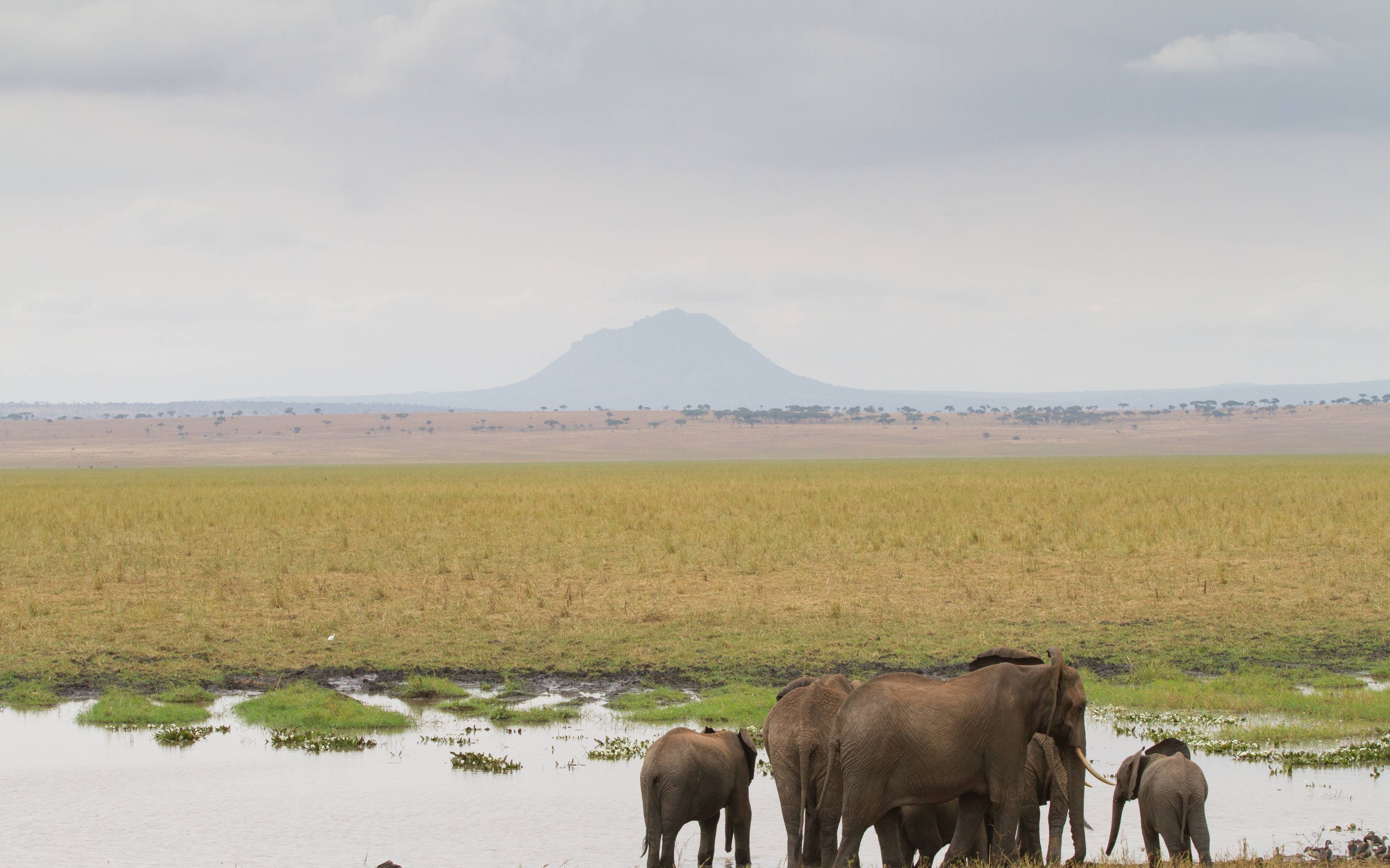 Safari dans le parc aux milliers d'éléphants et baobabs