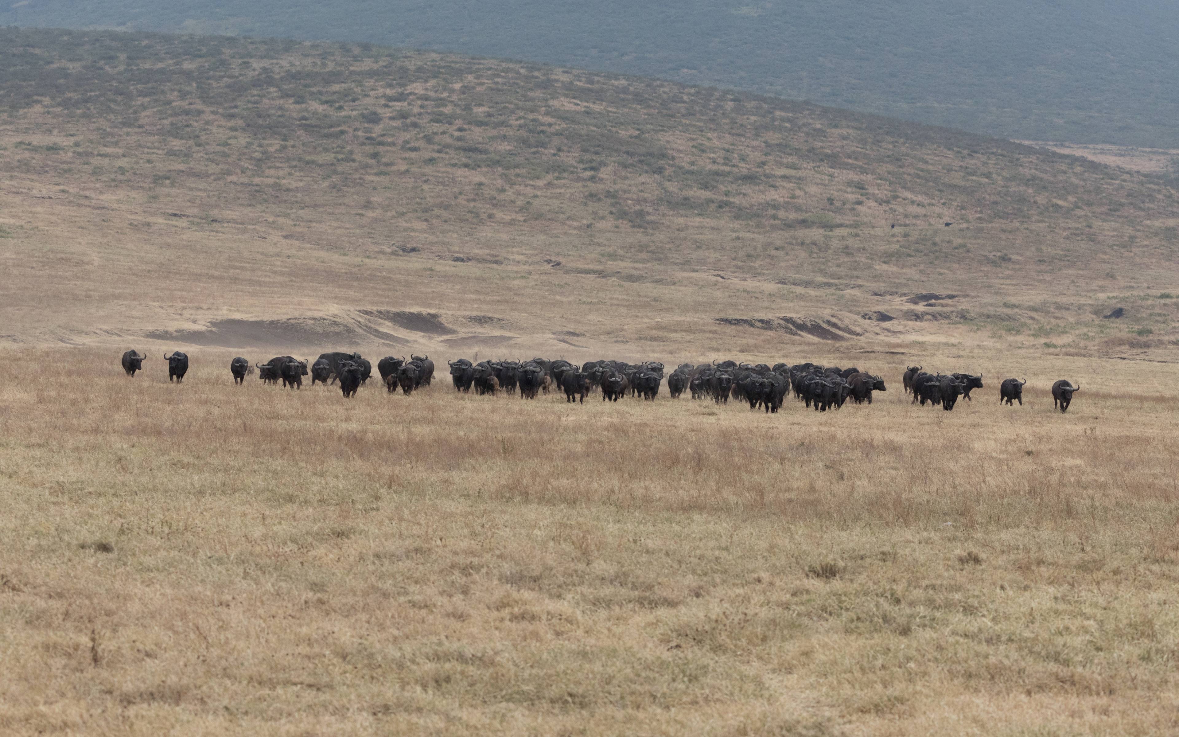 Safari au coeur du mythique cratère du Ngorongoro