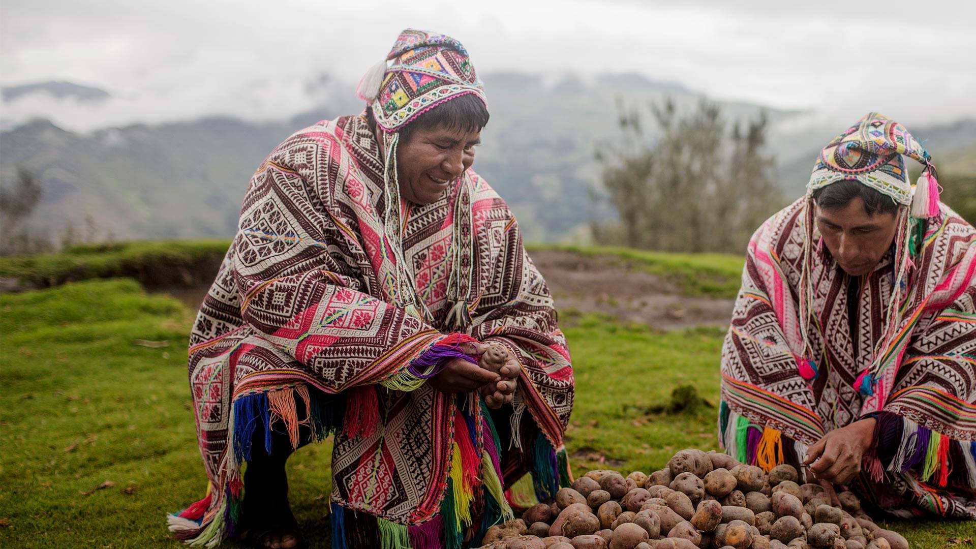Lama’s en inheemse Peruaanse aardappelen in de Heilige Vallei 