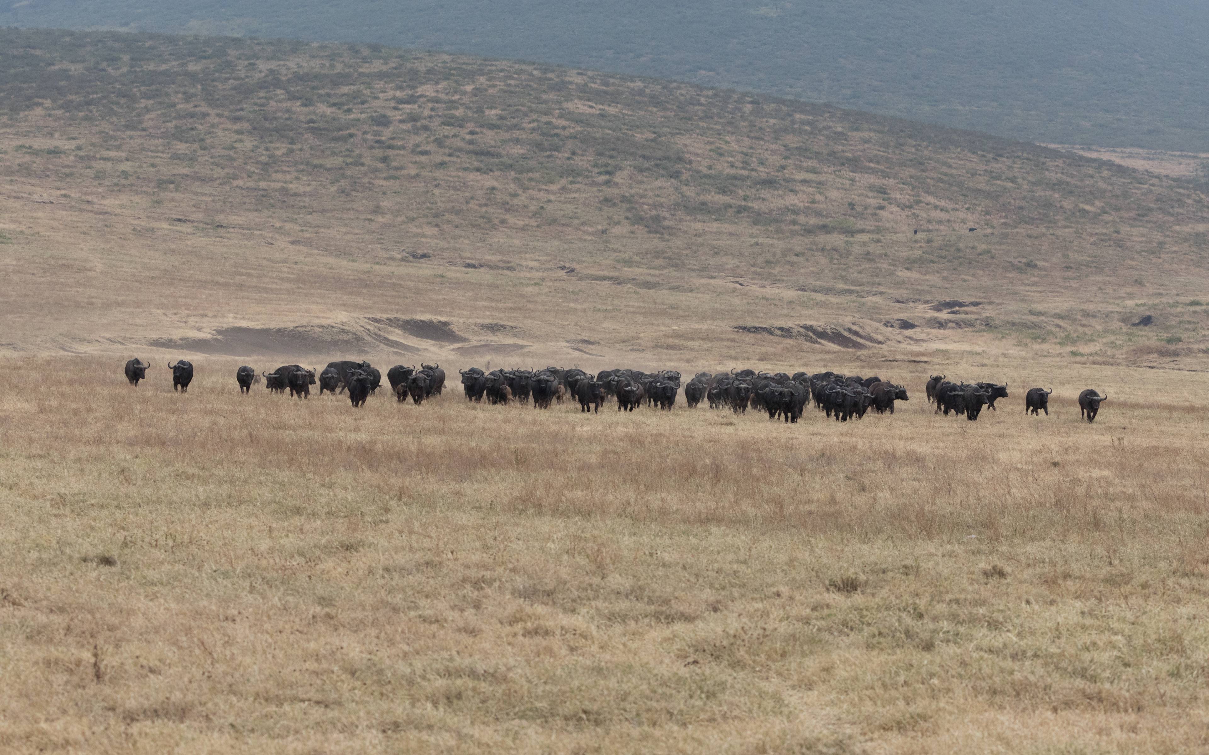 Descente dans le cratère du Ngorongoro