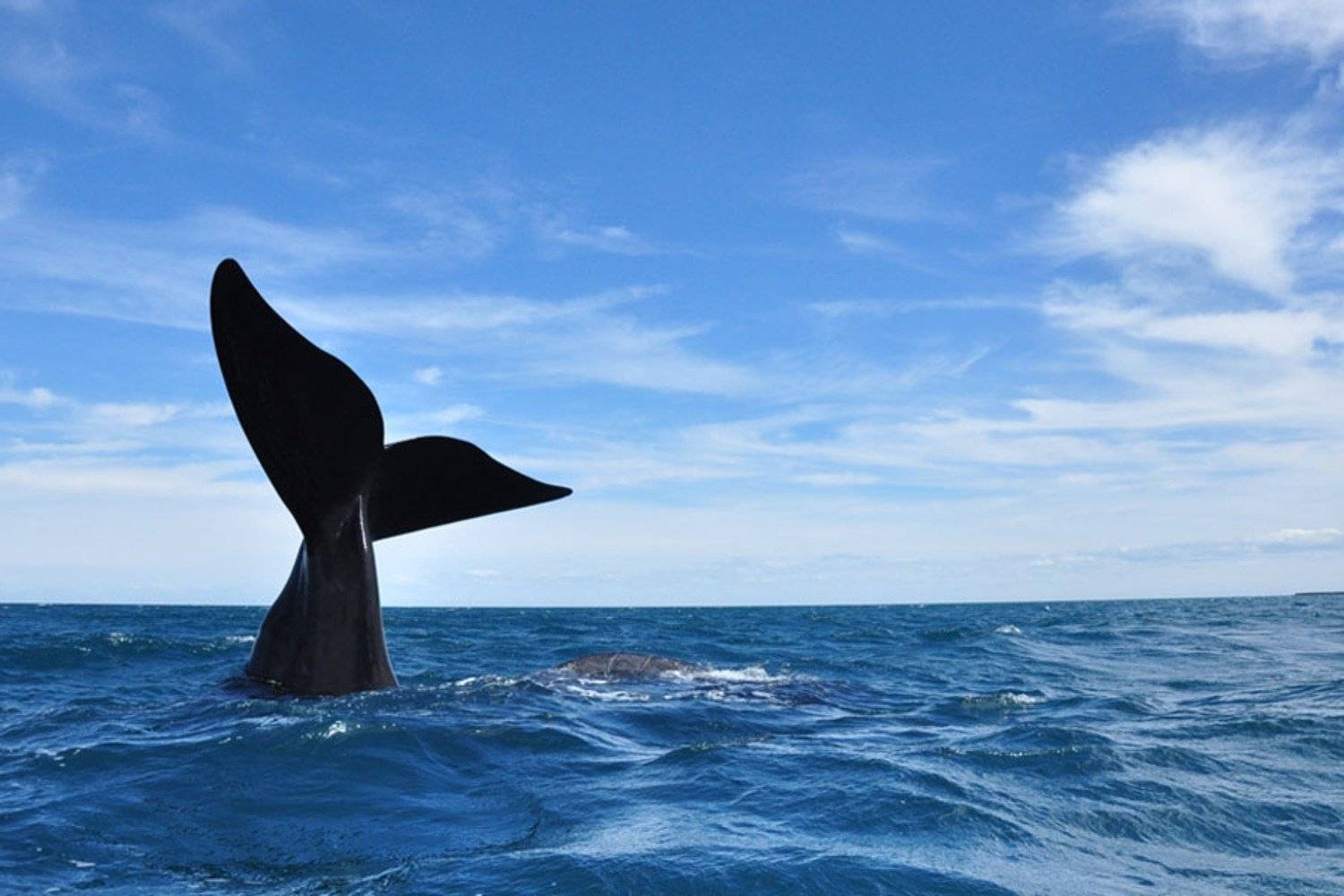 A la rencontre des baleines franches australes