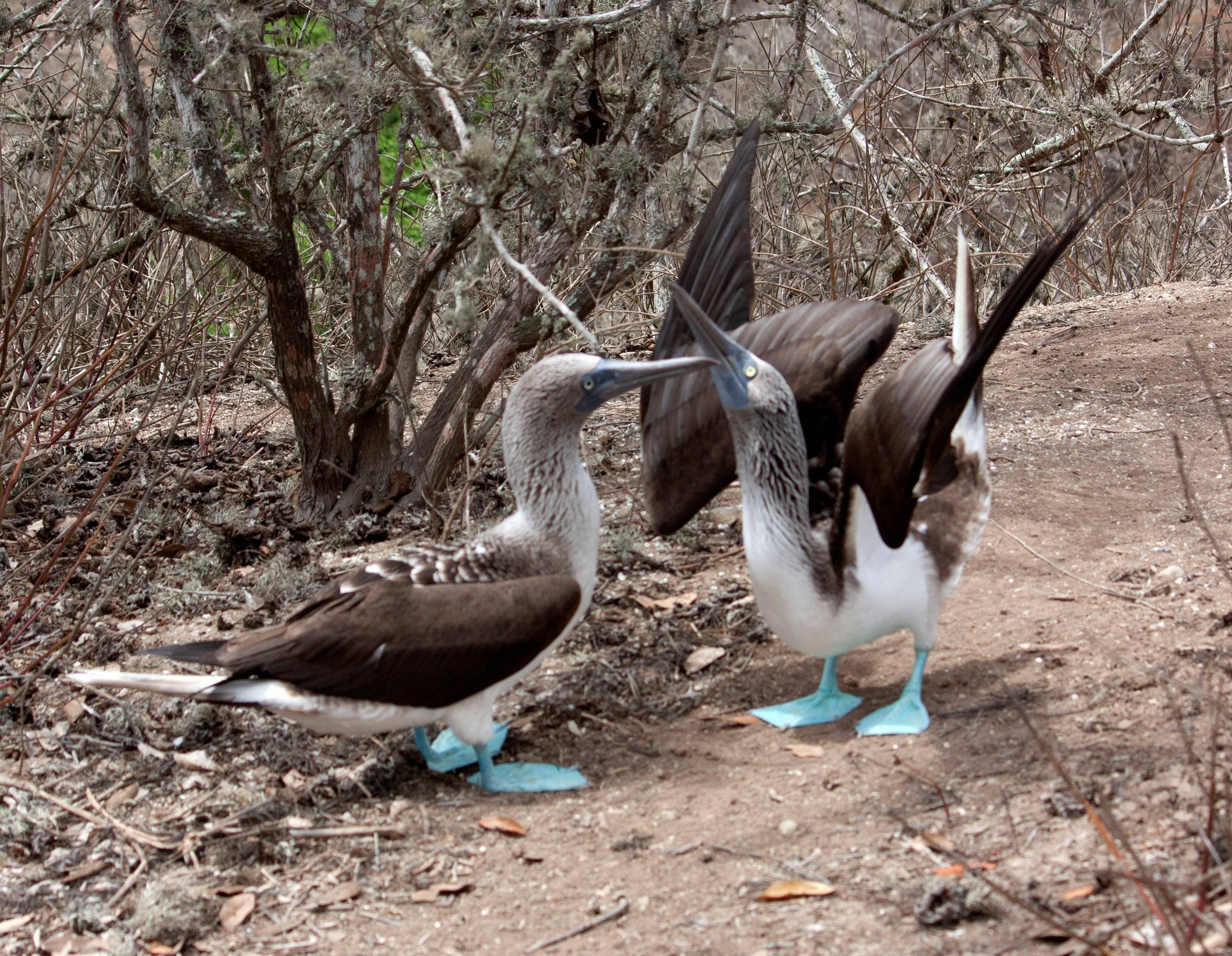 Découverte de la faune côtière dans des Galápagos miniatures