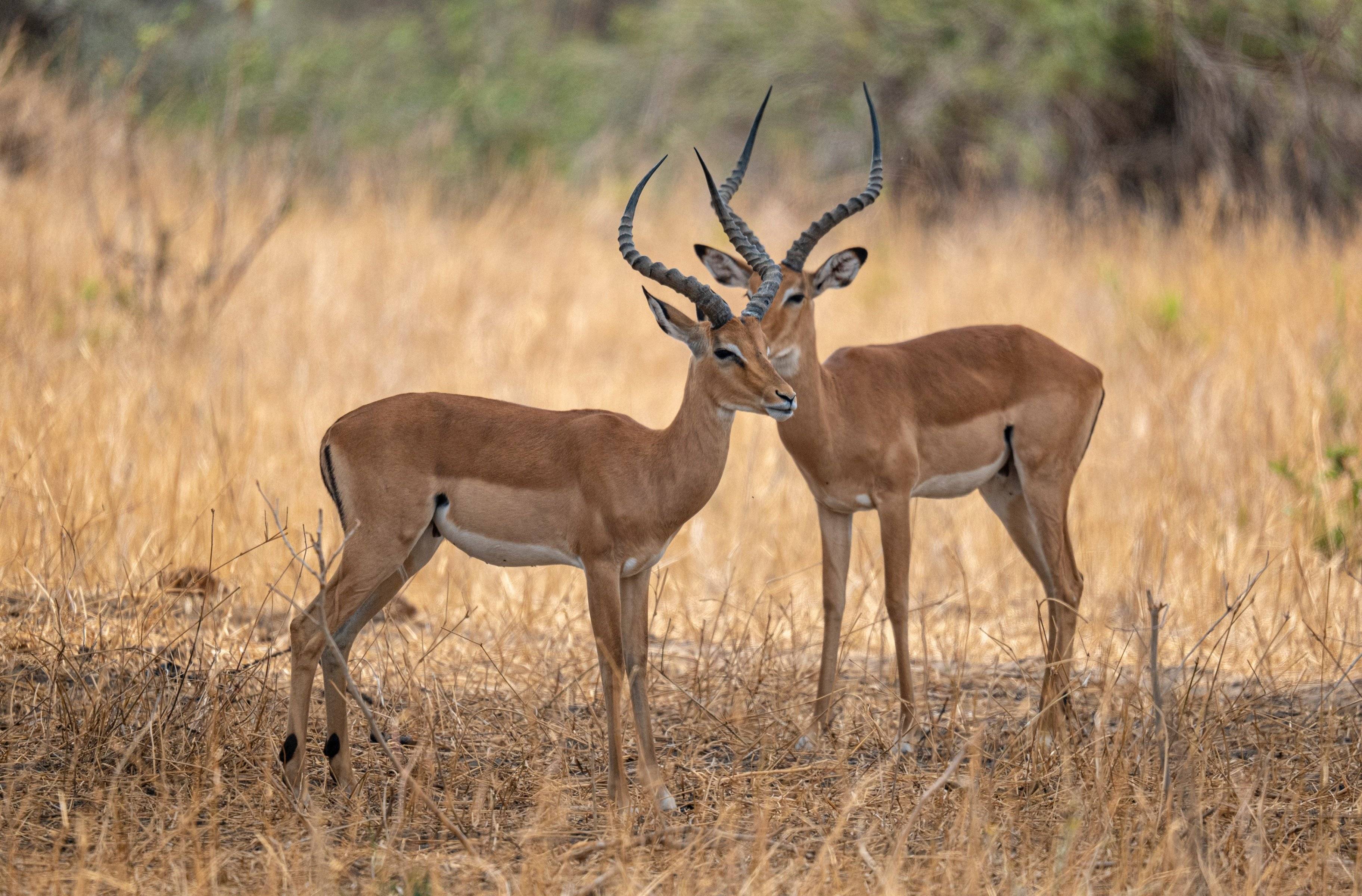 Safari dans le Tarangire National Park