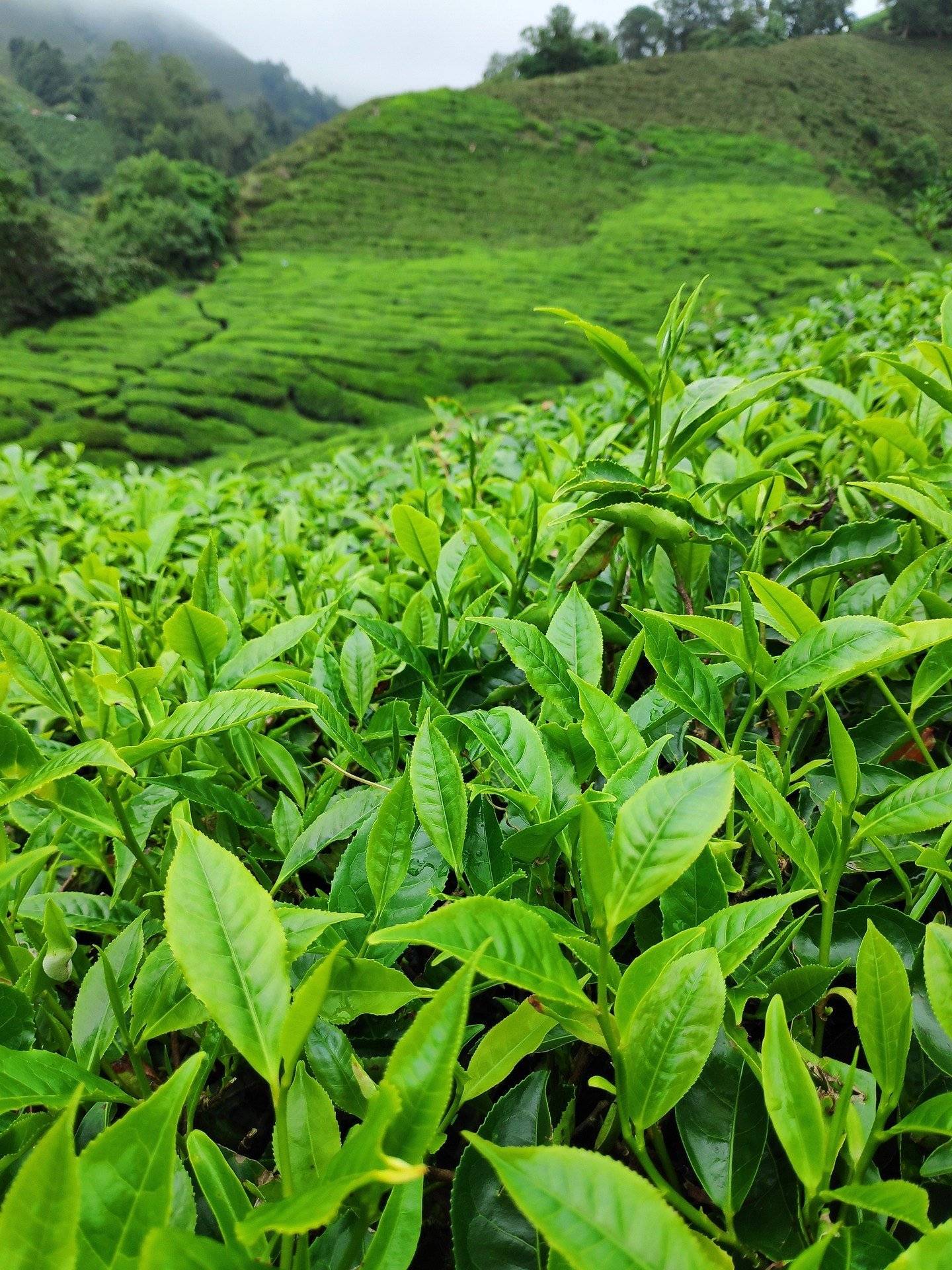 Plantation de thé Sahamabavy