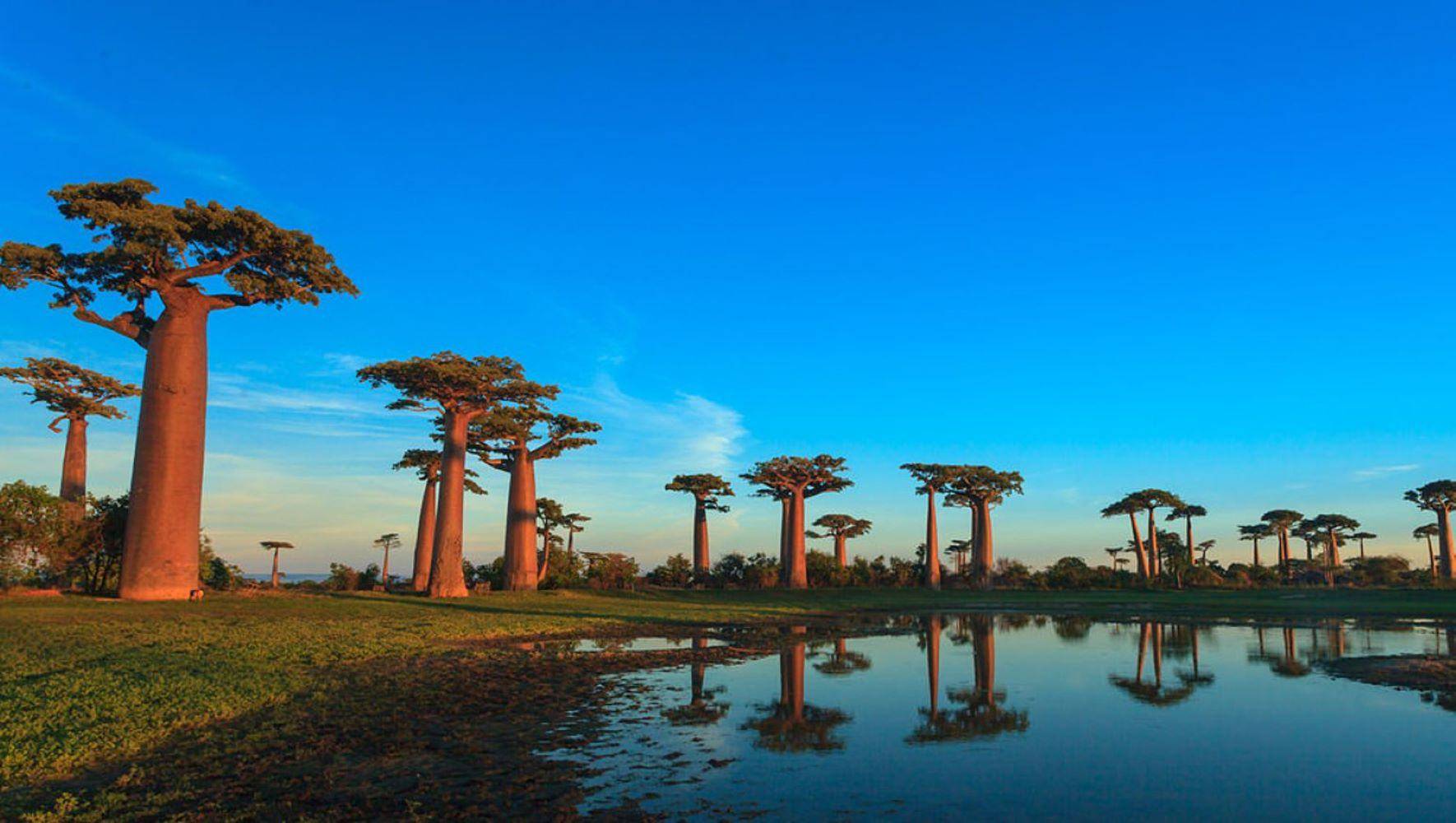 Route vers les baobabs de Morondava