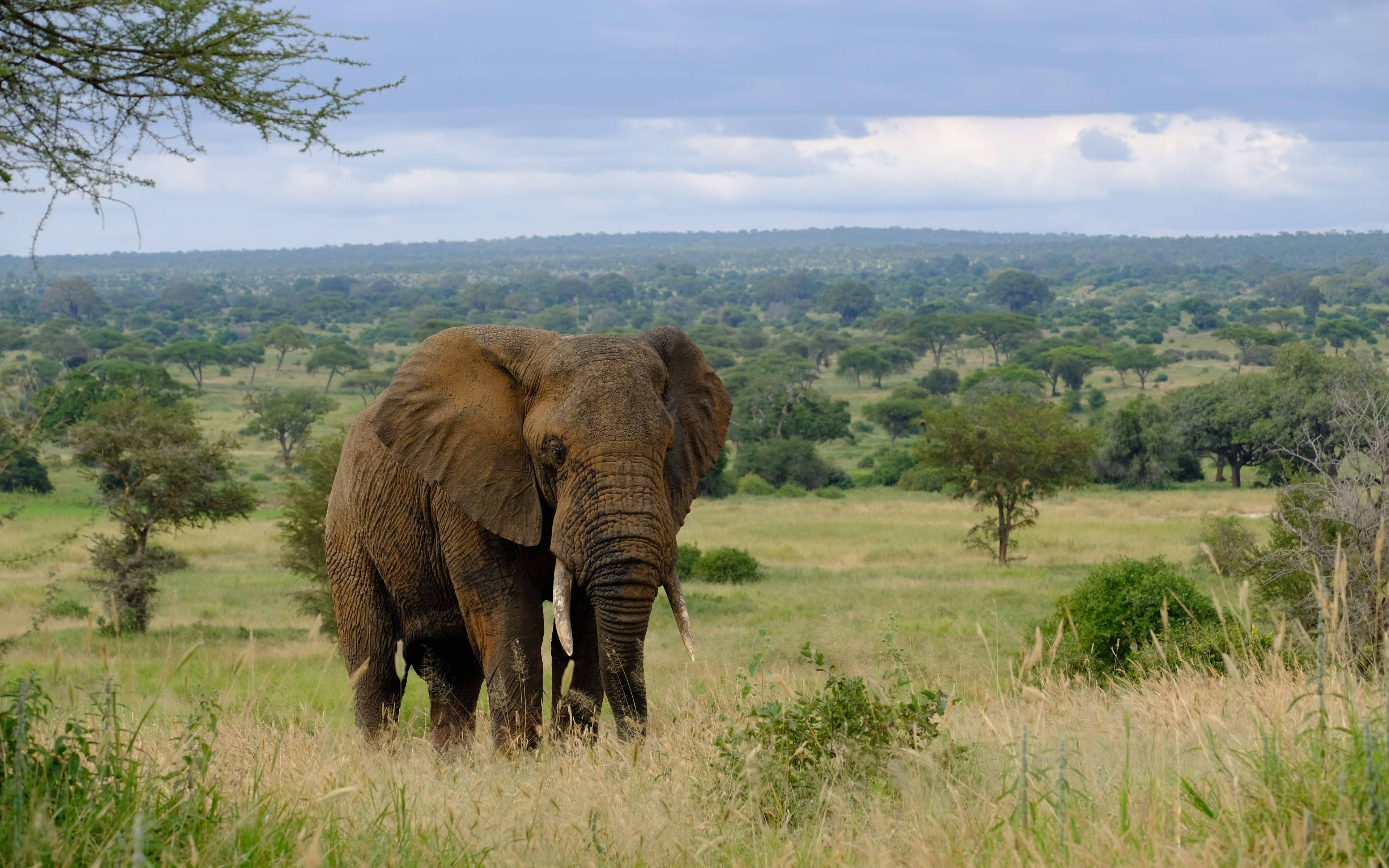 Op zoek naar de olifanten van Tarangire 