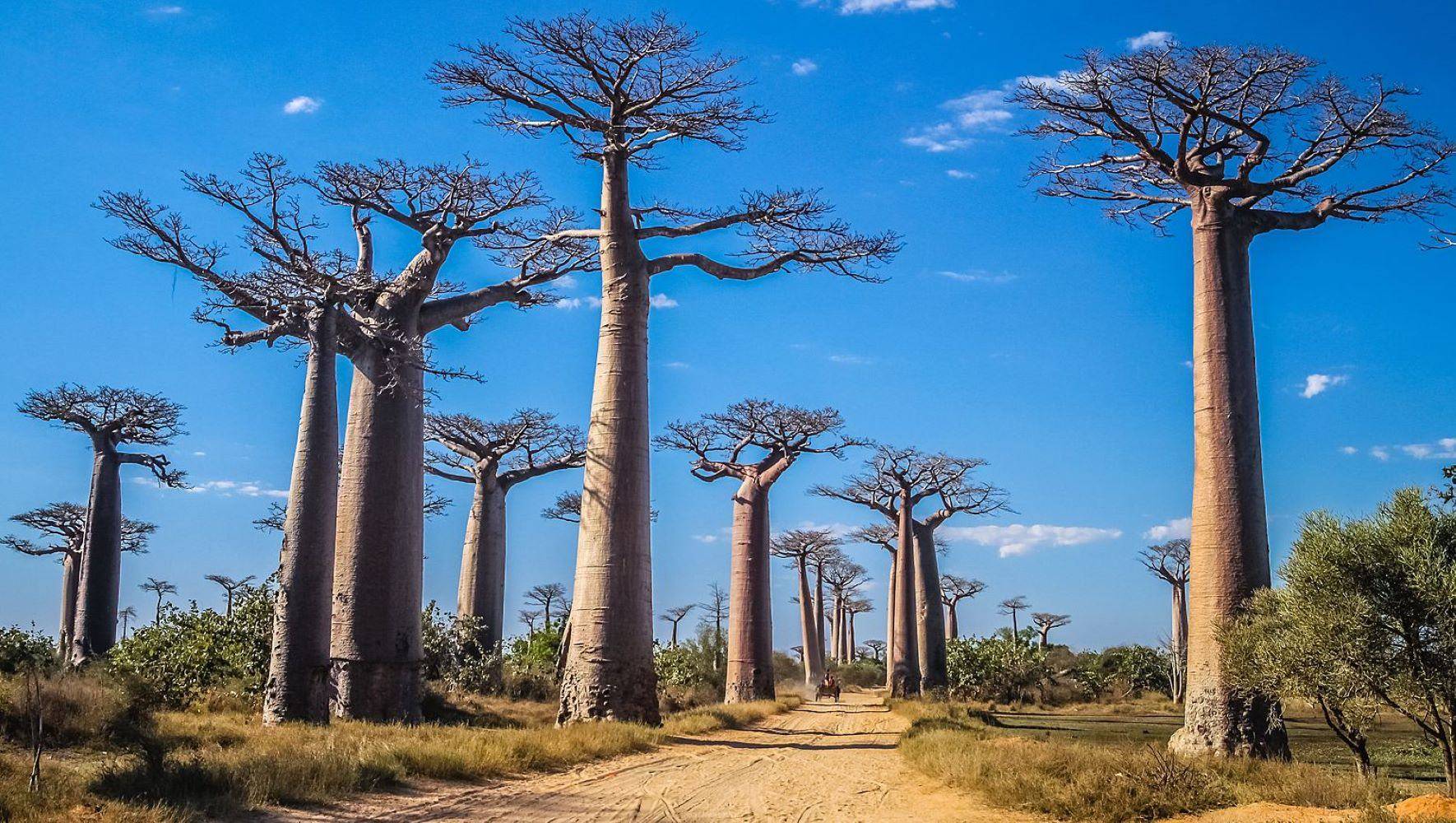 Traversée de l'allée des baobabs