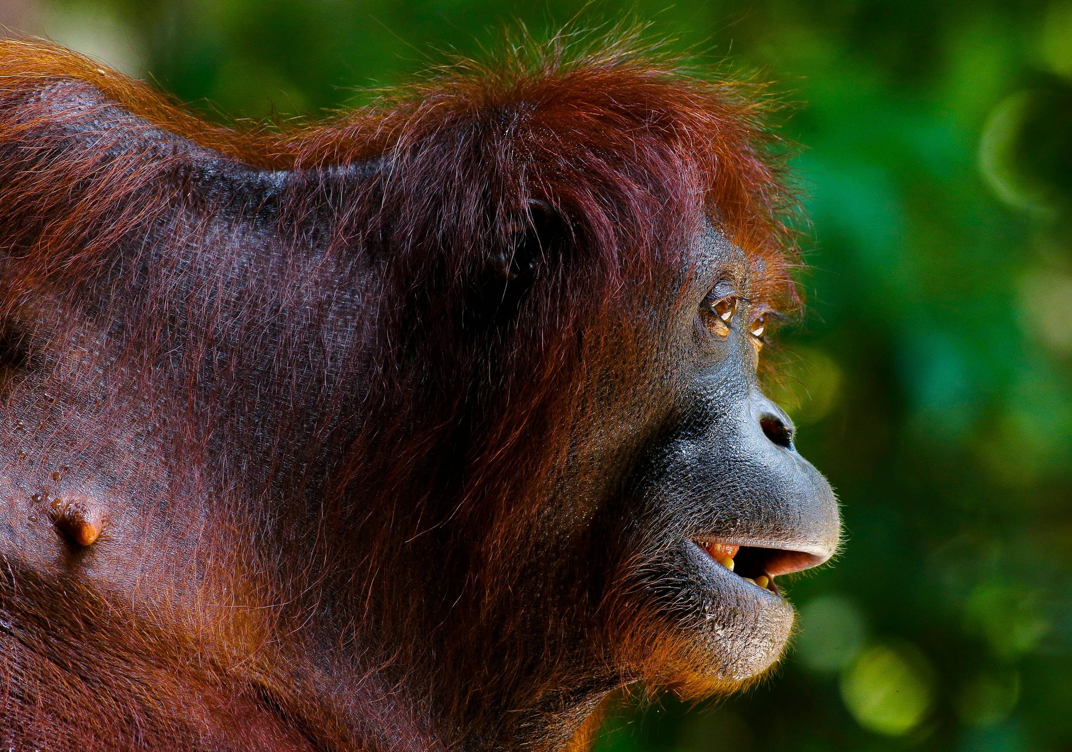 Alla scoperta degli orangutan e delle scimmie nasiche