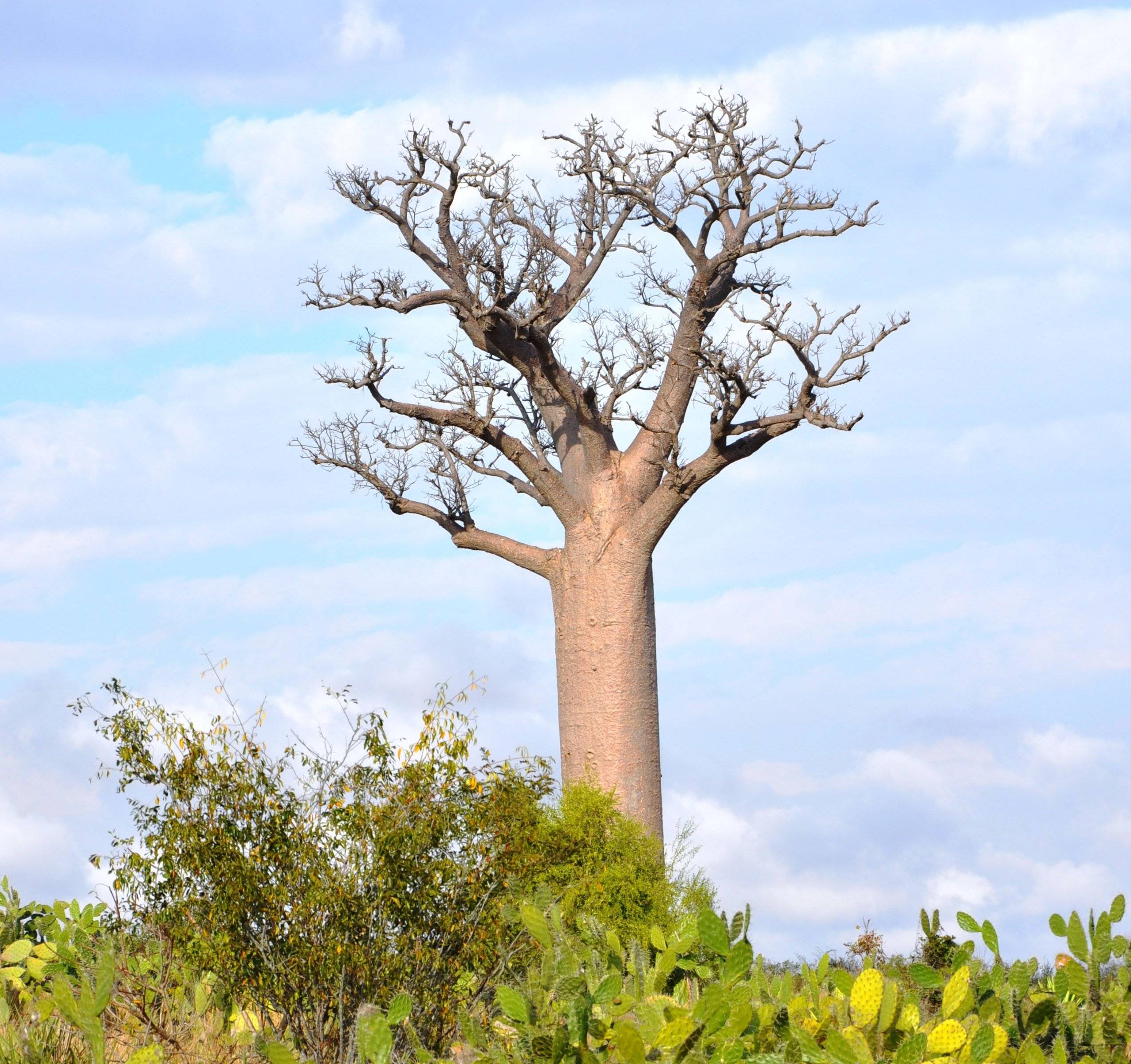 Het land van de Baobabs 