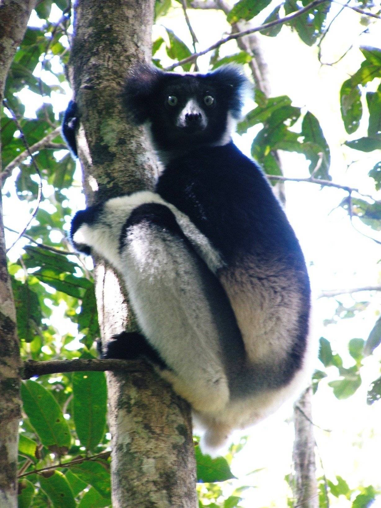 de Indri Indri's, de ster van de dag
