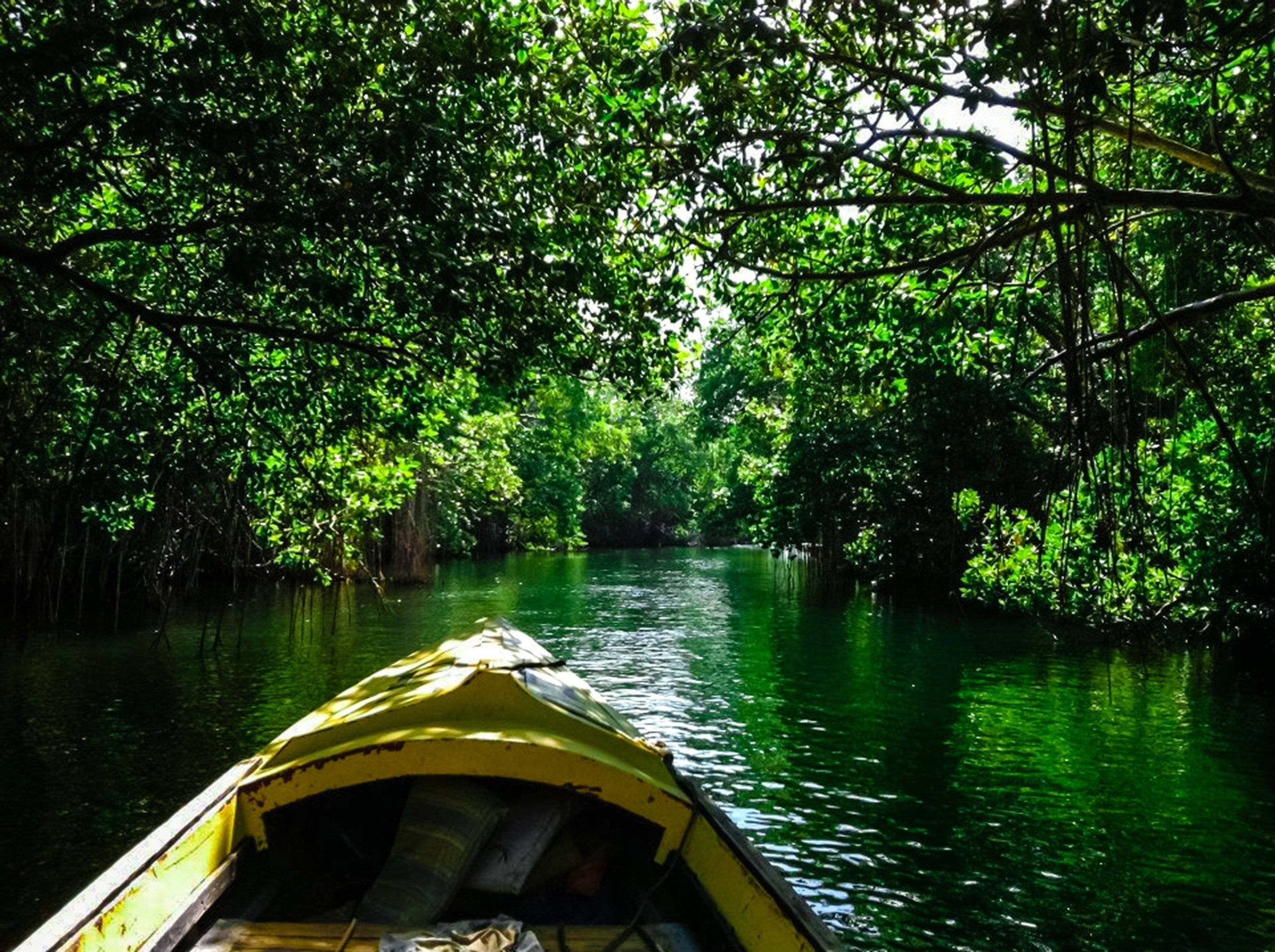 Les mangroves de Black River