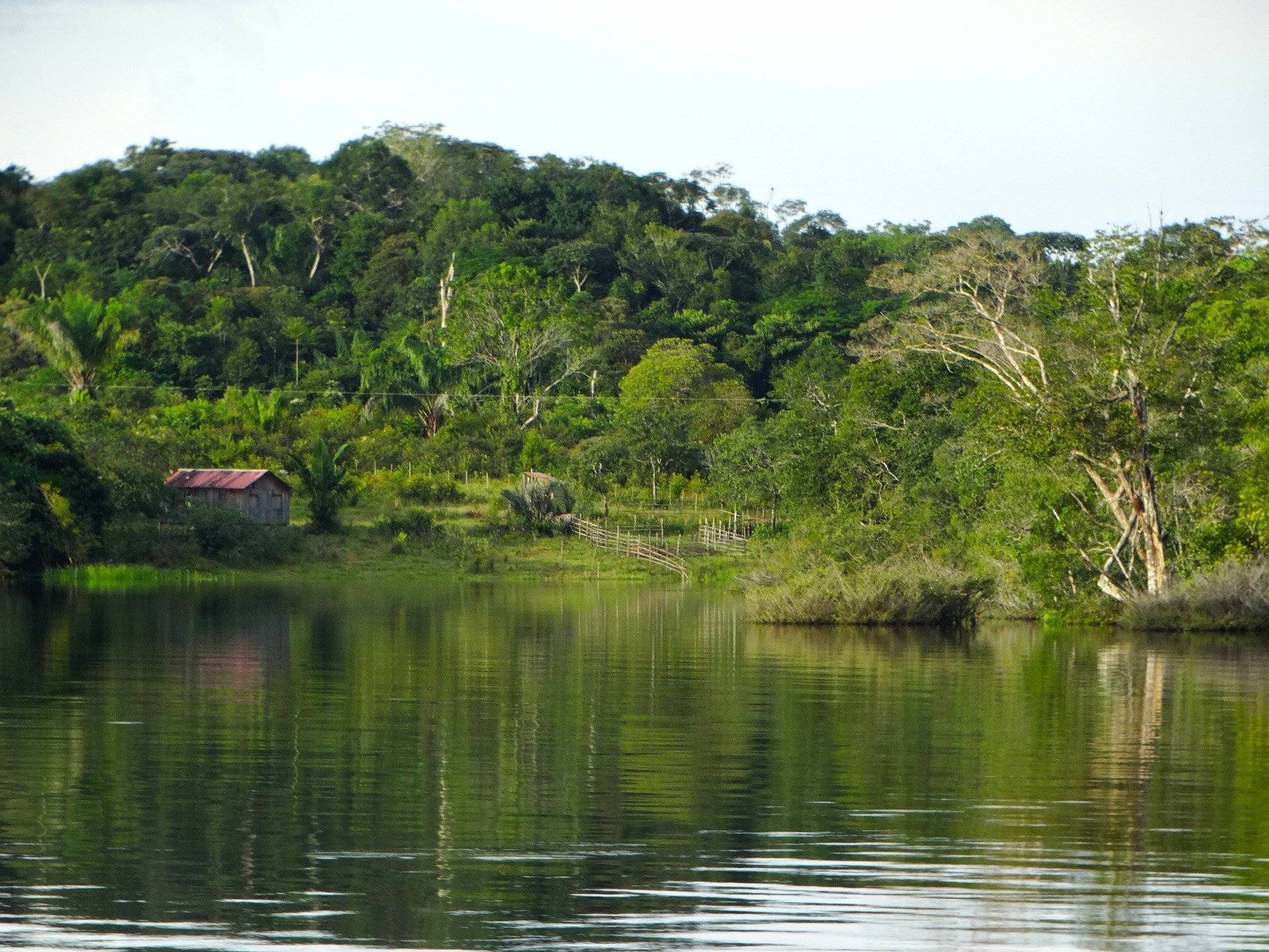 Découverte de la nature amazonienne