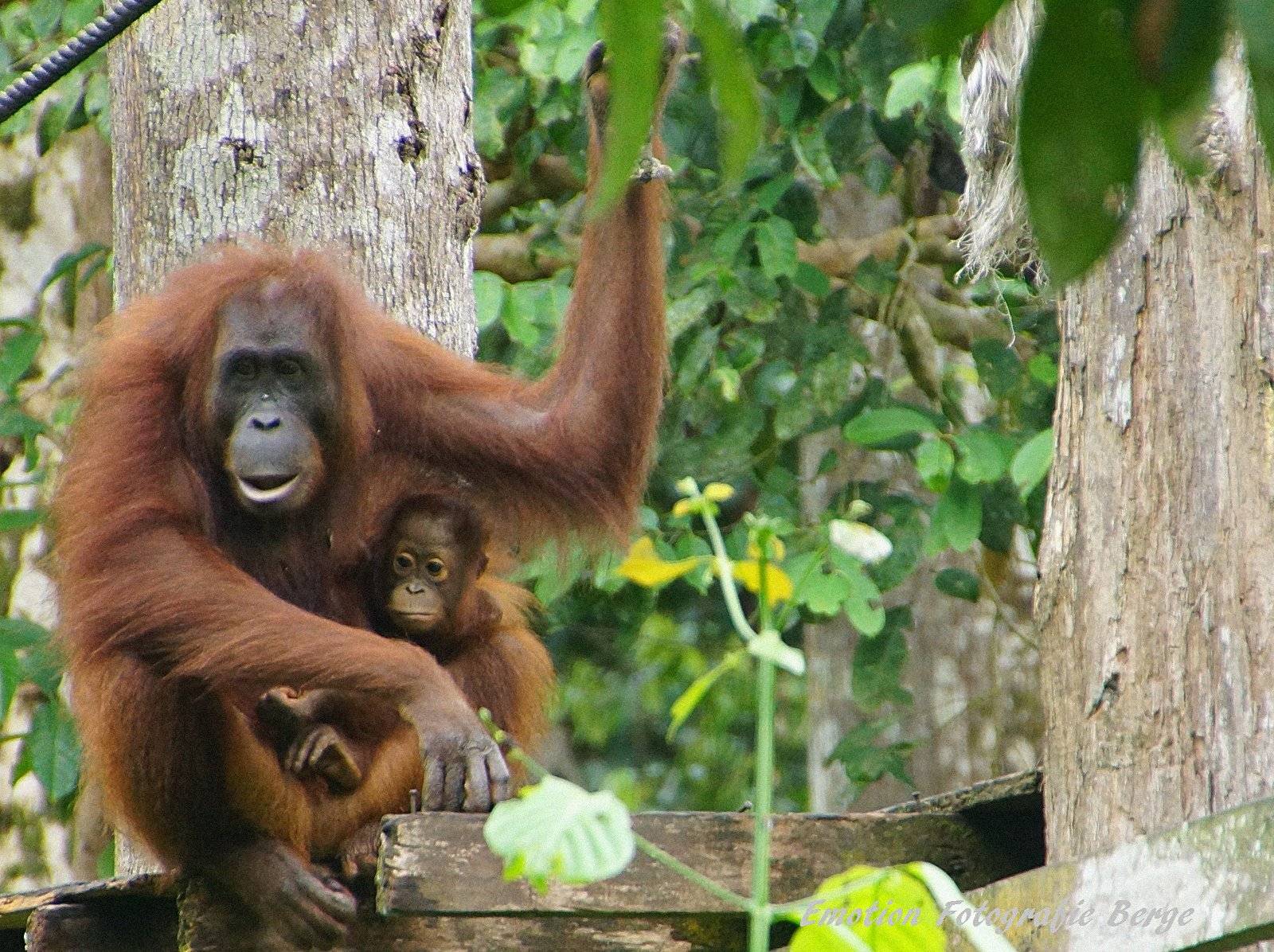 Esperienza con gli orangutan di Semenggoh e villaggio di nativi  del Sarawak 