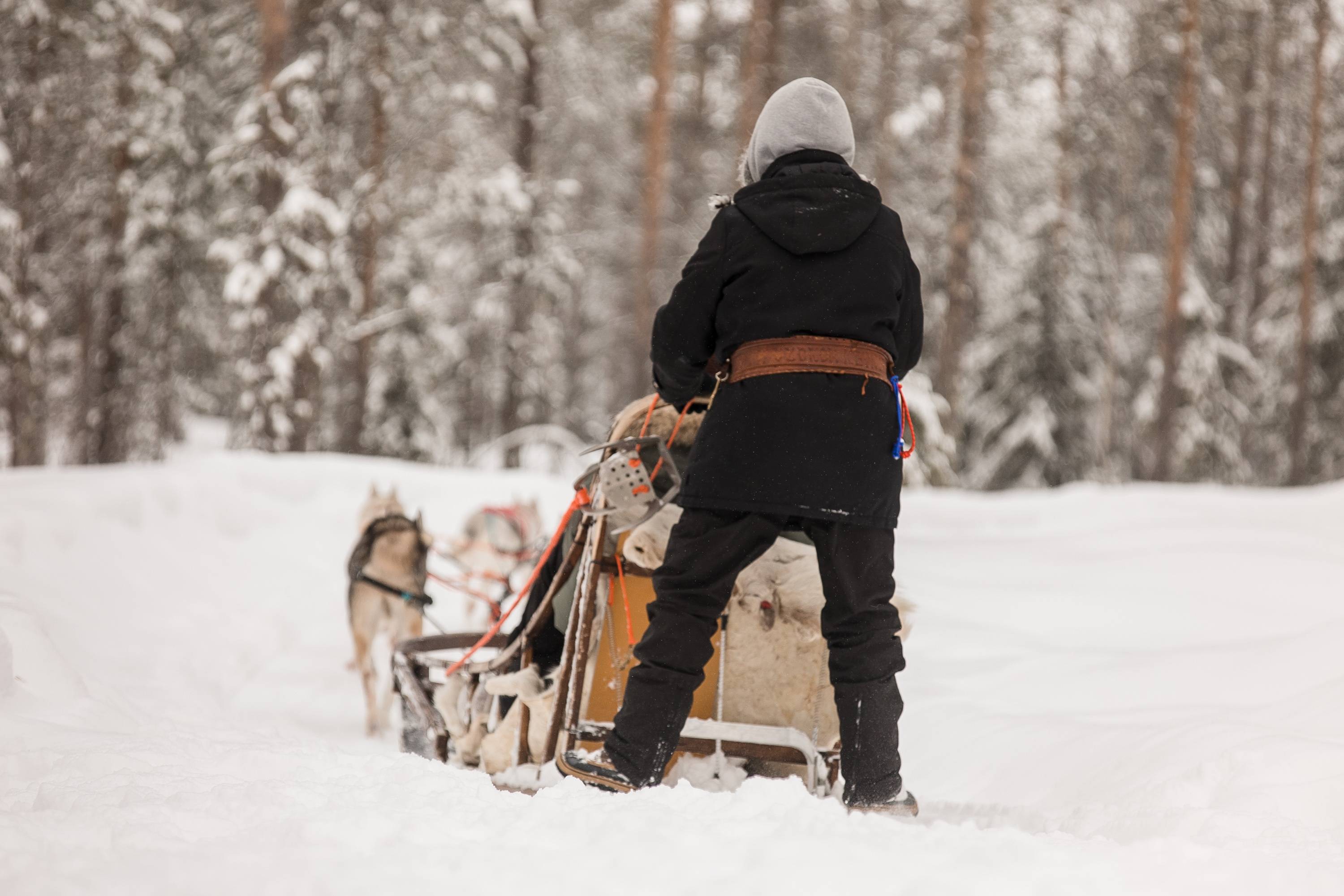 Husky-Schlittenfahrt auf verschneiten Wegen