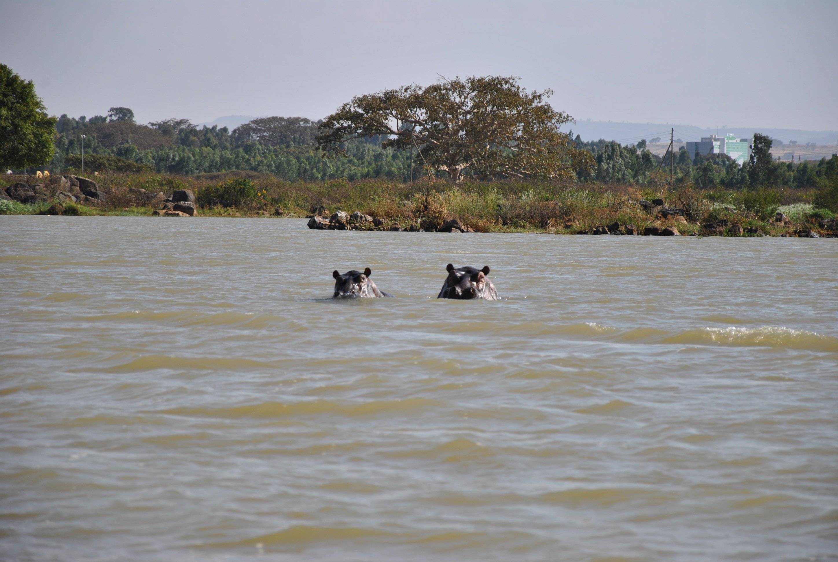 Escursione in barca sul lago Tana e cascate del Nilo Azzurro