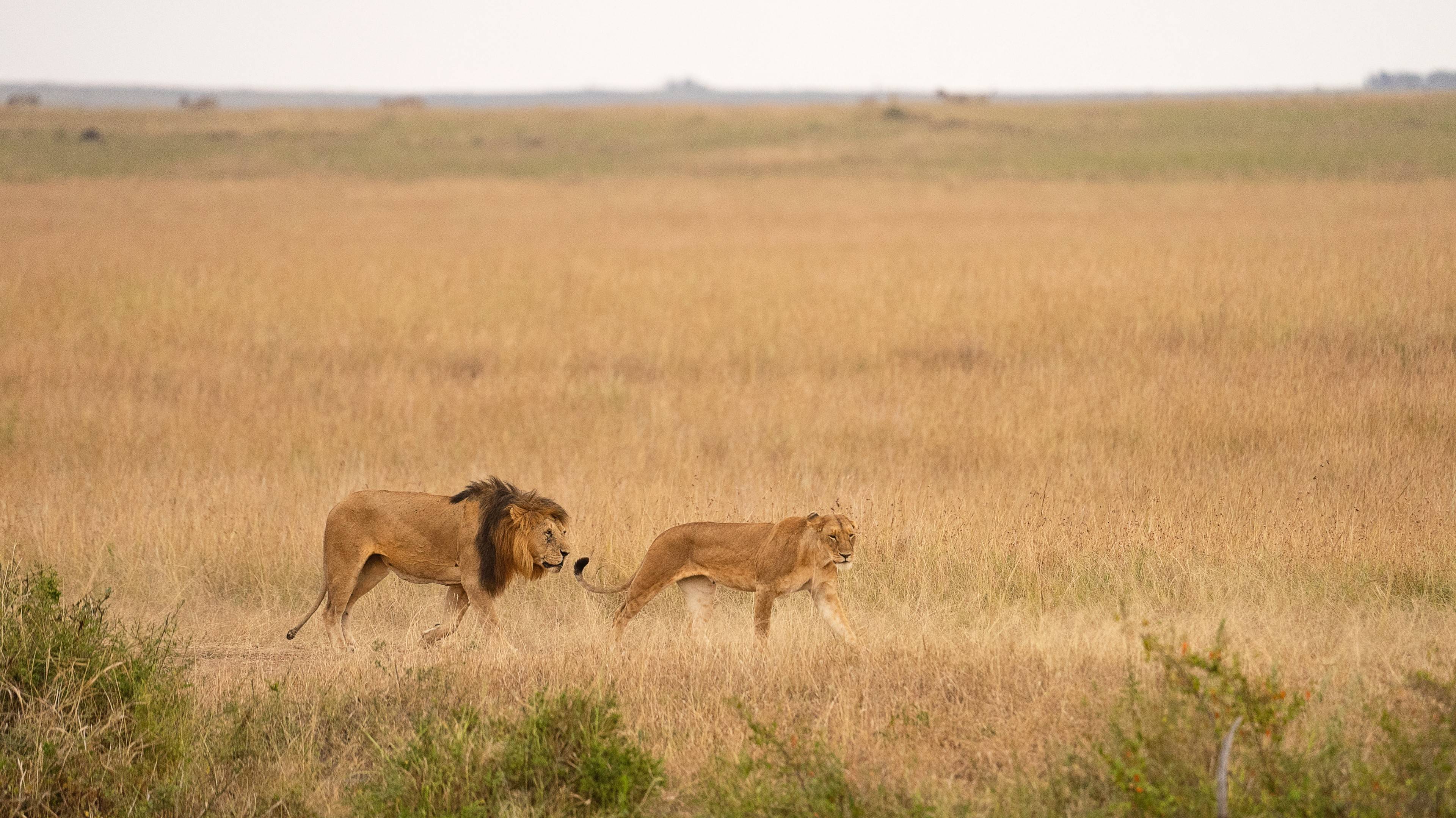 Leones, búfalos y ñus en Maasai Mara