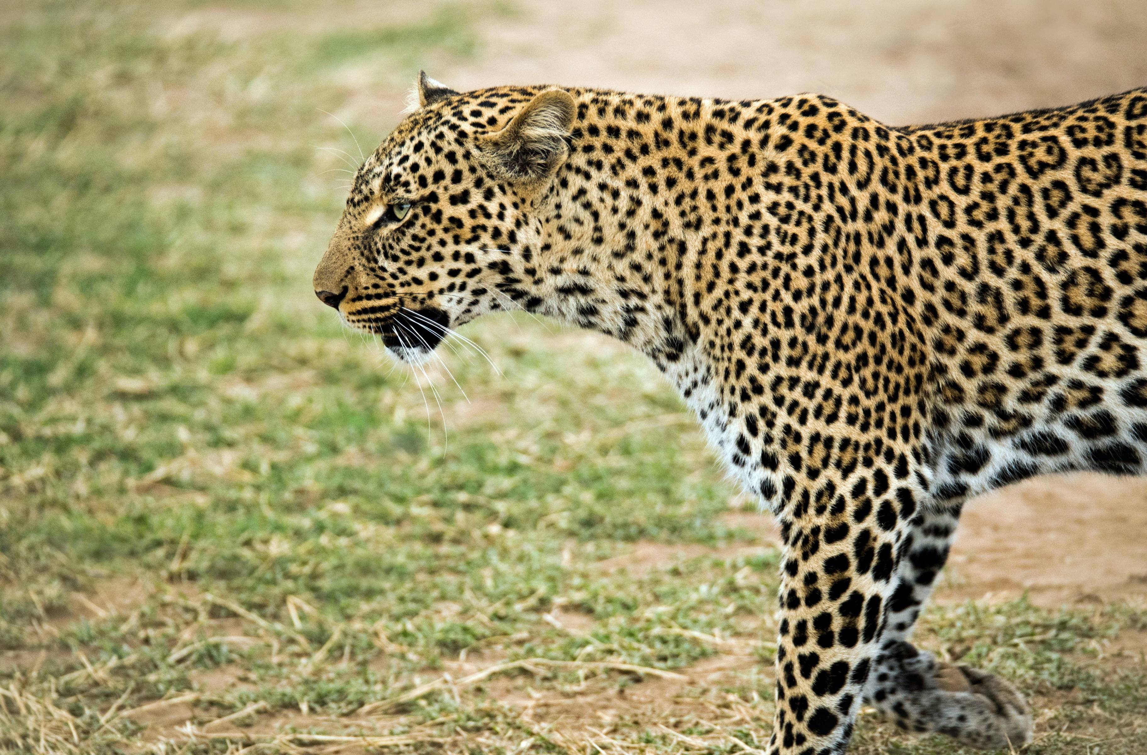 Conoce a los leopardos y elefantes de Loisaba