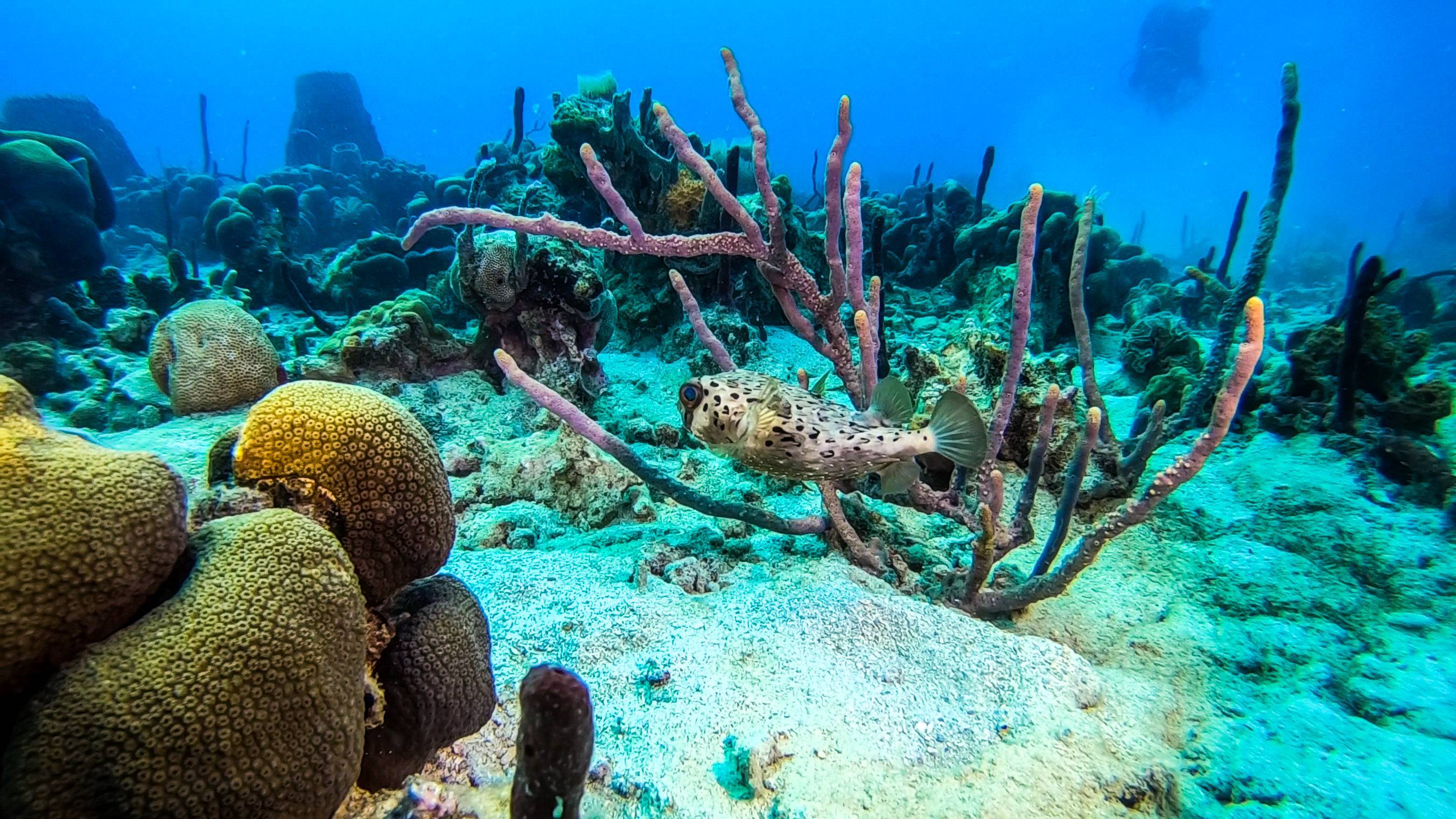 Balade en bateau et snorkeling dans les récifs coralliens